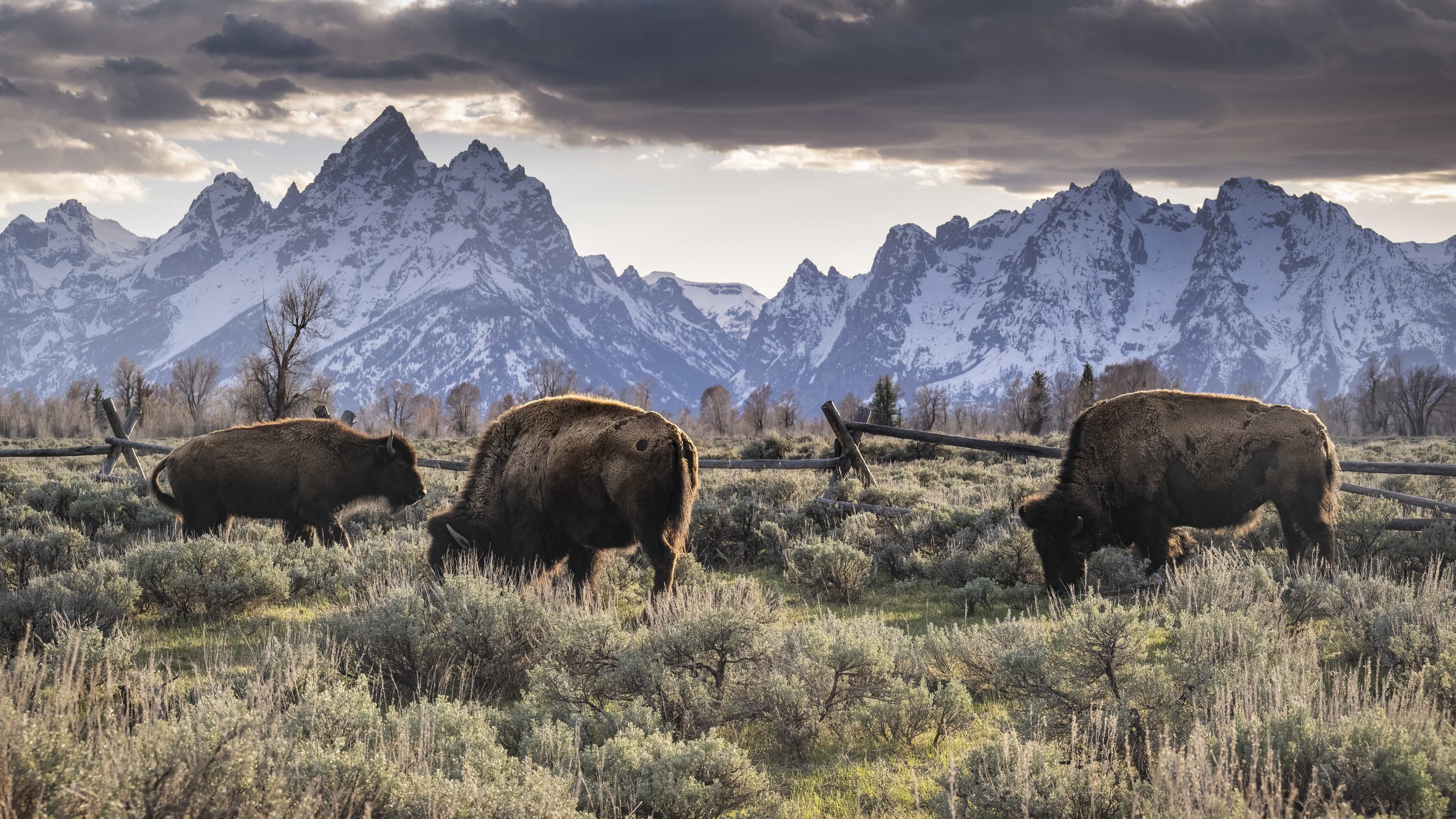 MatthewElston_BisonTetons.jpg
