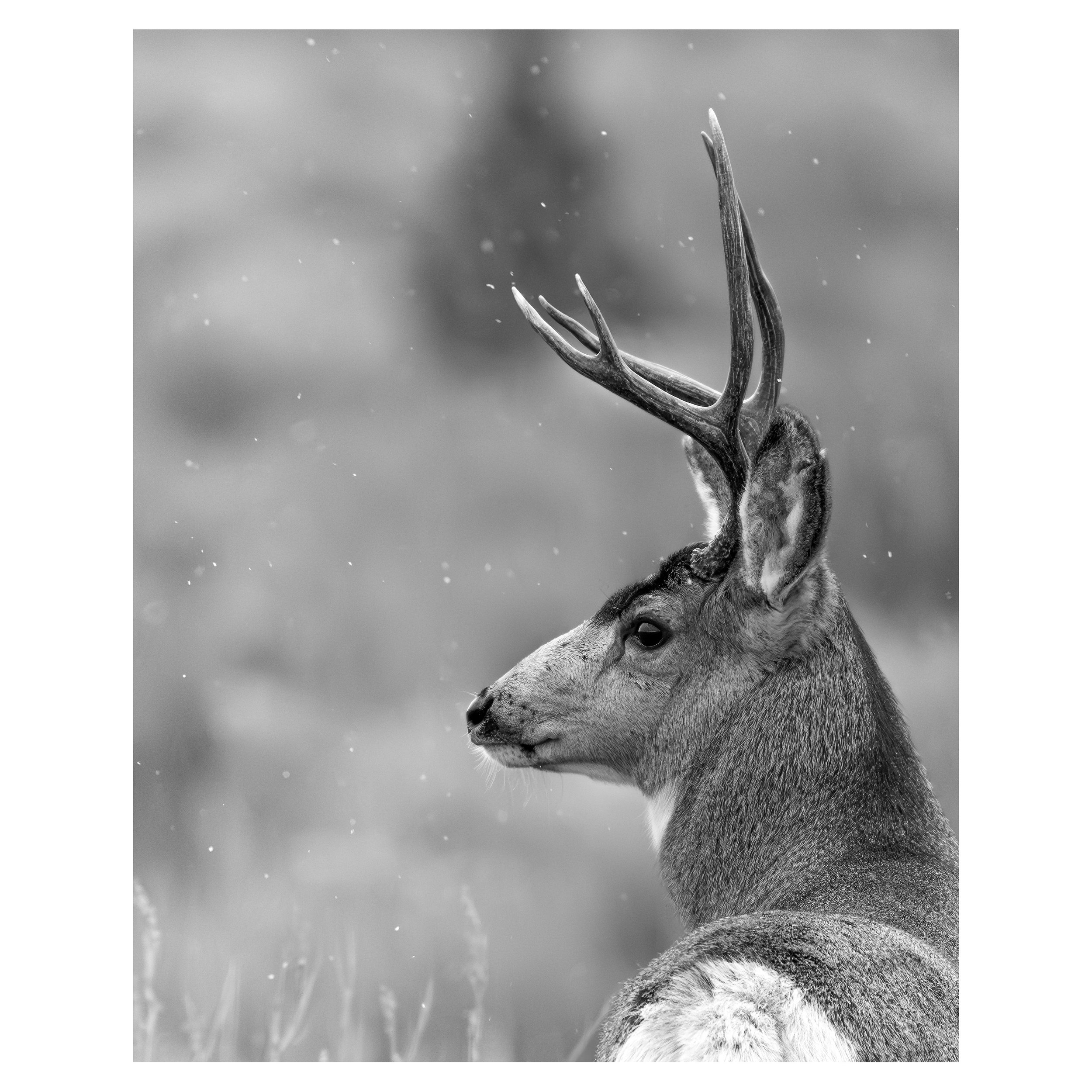 buck shop.jpg