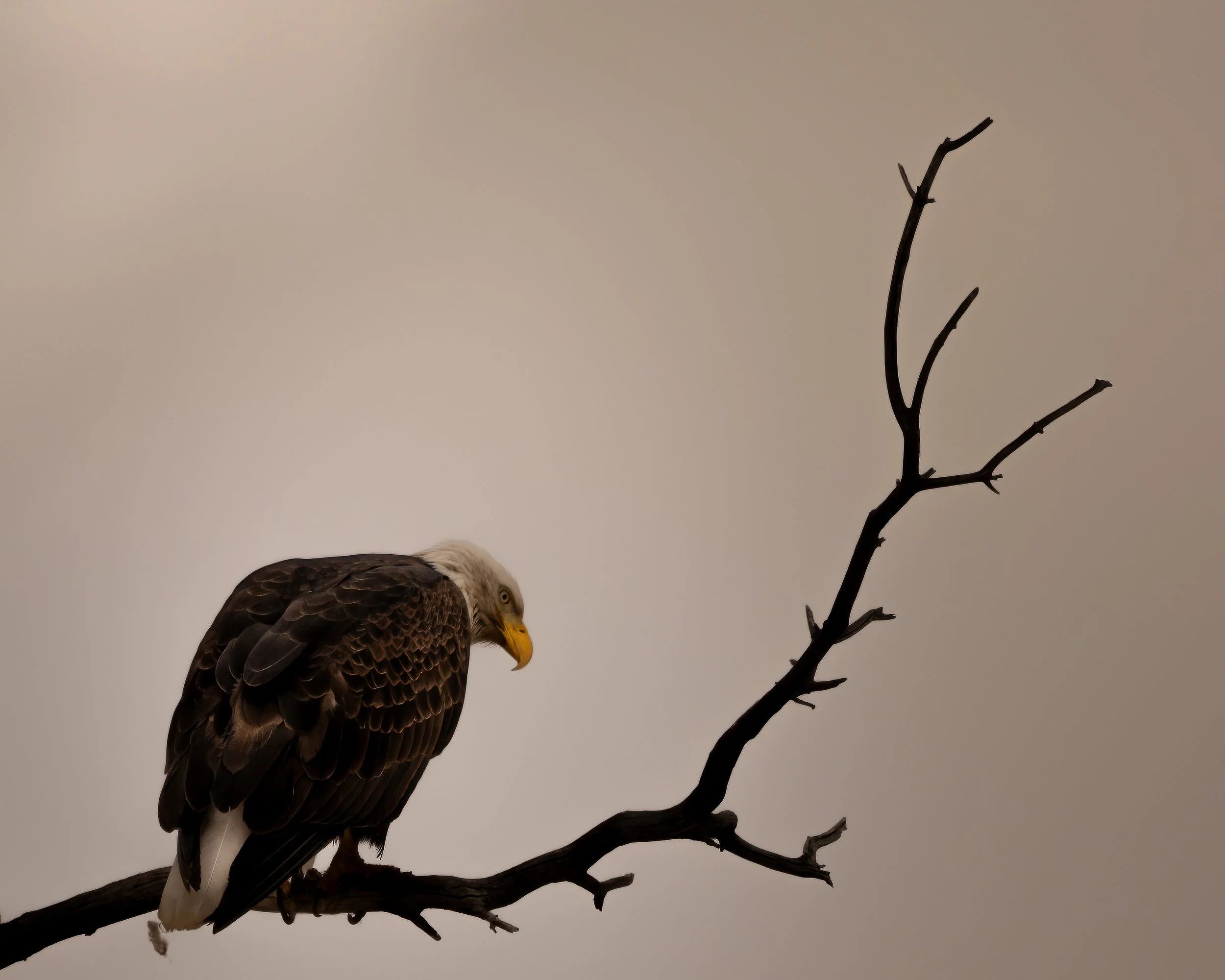 Branch.jpg