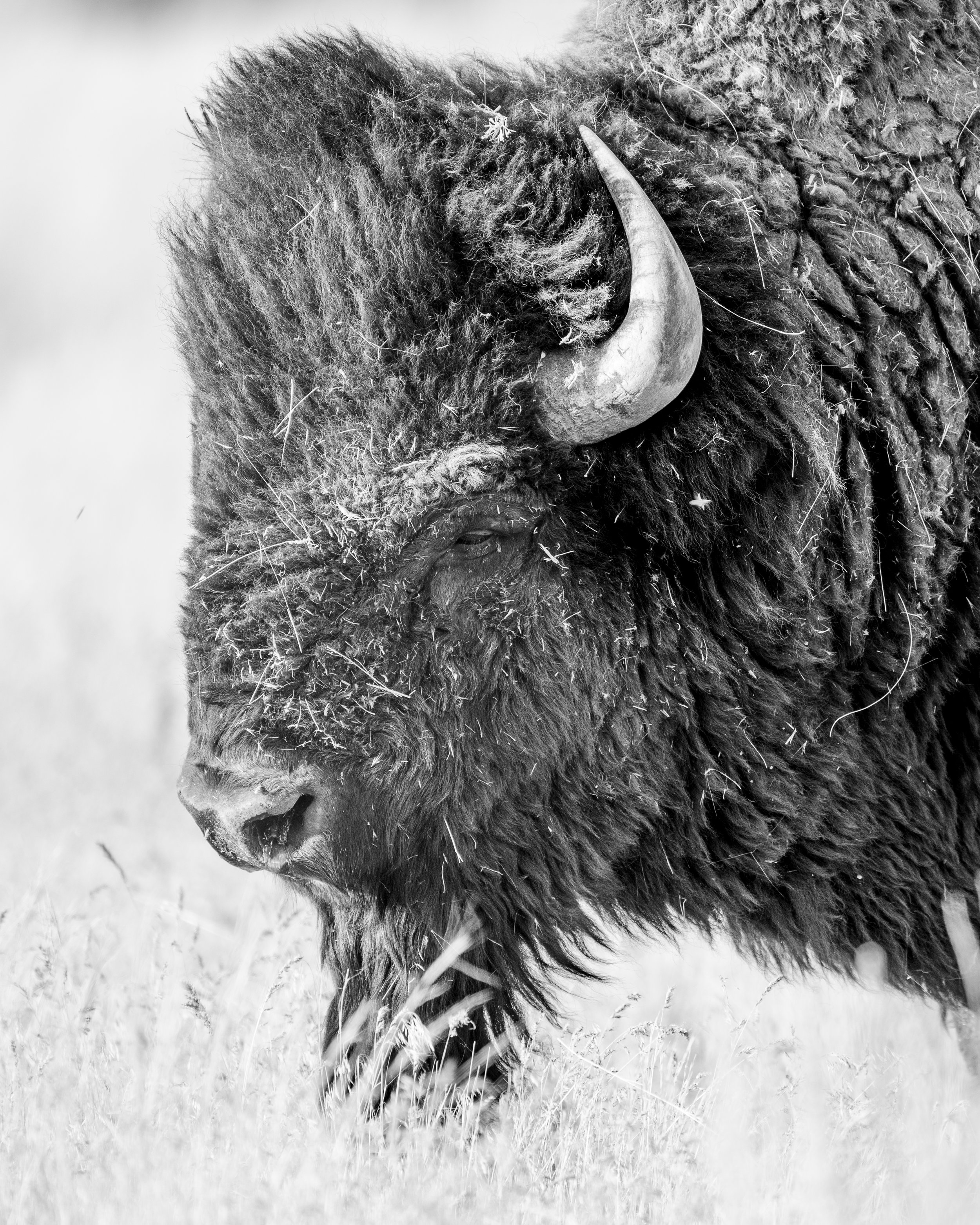 bison 7 (1 of 1).jpg
