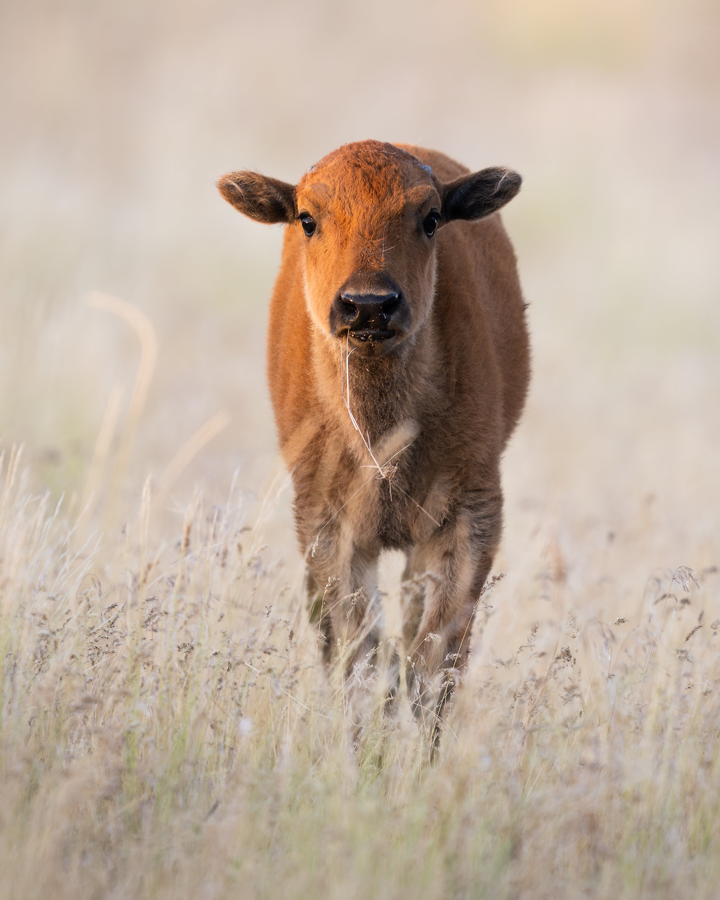 baby (1 of 1).jpg