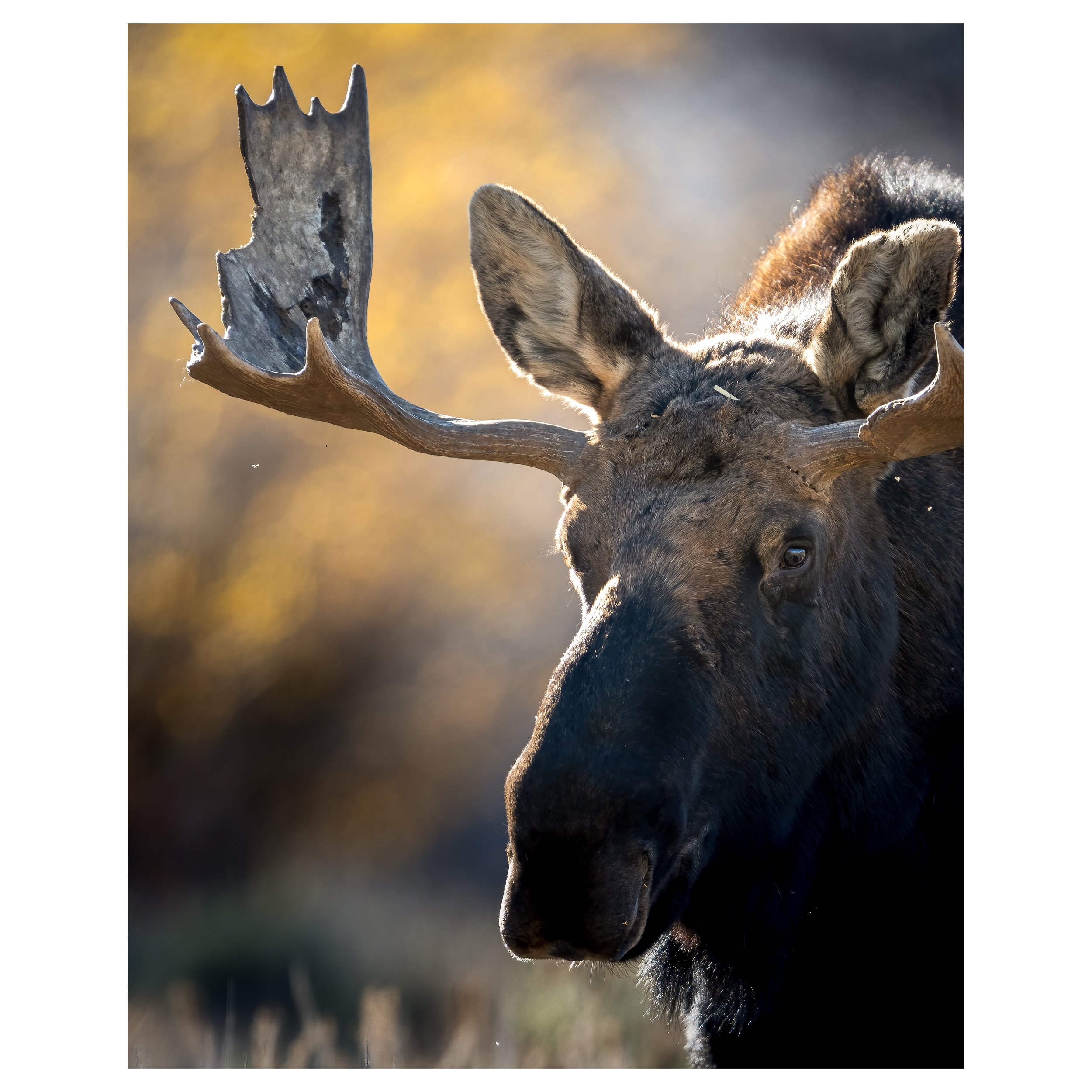moose shop 6.jpg