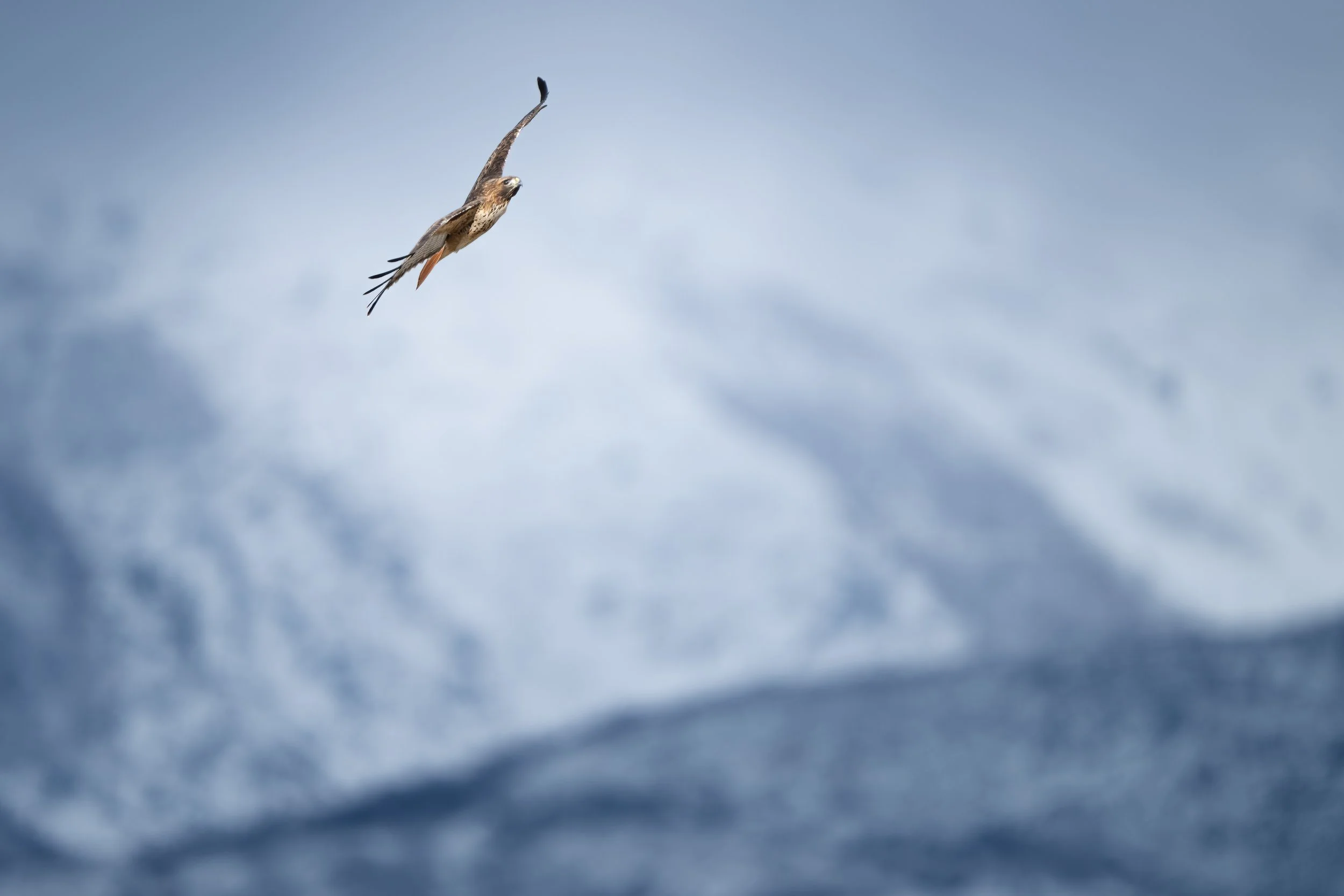 Hawk Mountains Website.jpg