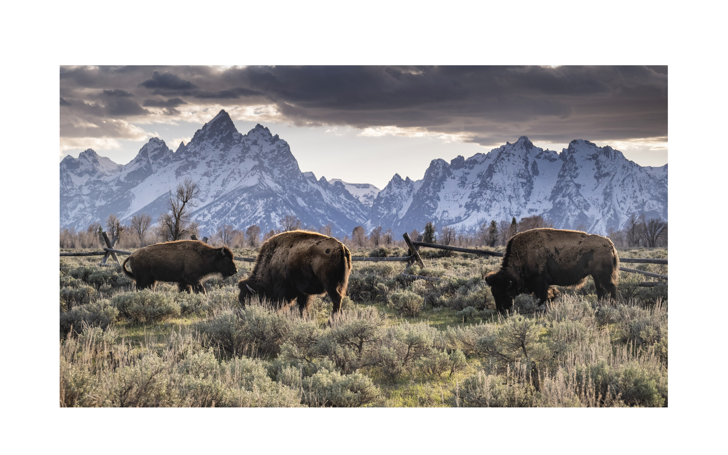 Bison Tetons Print.png