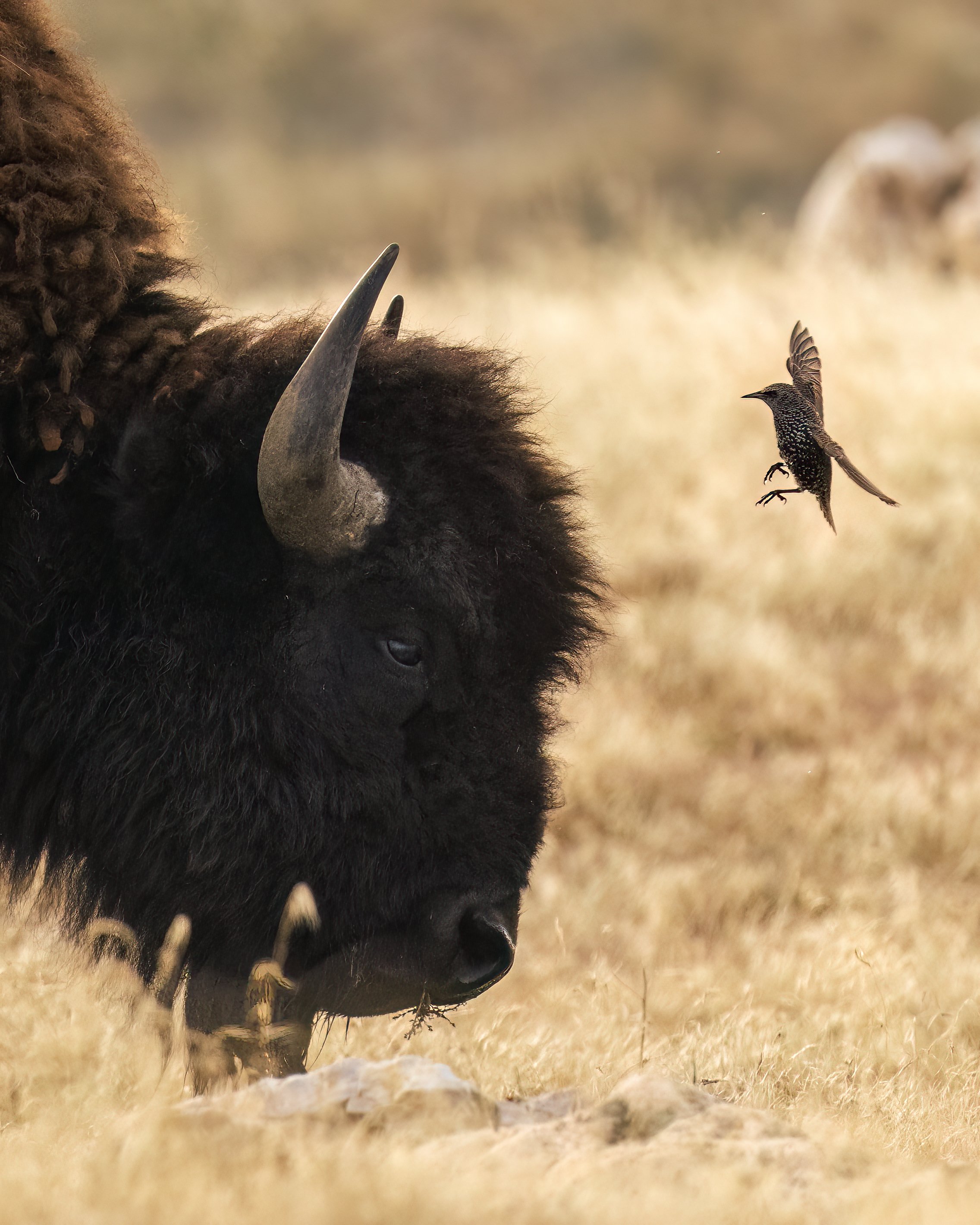 Bison and Bird