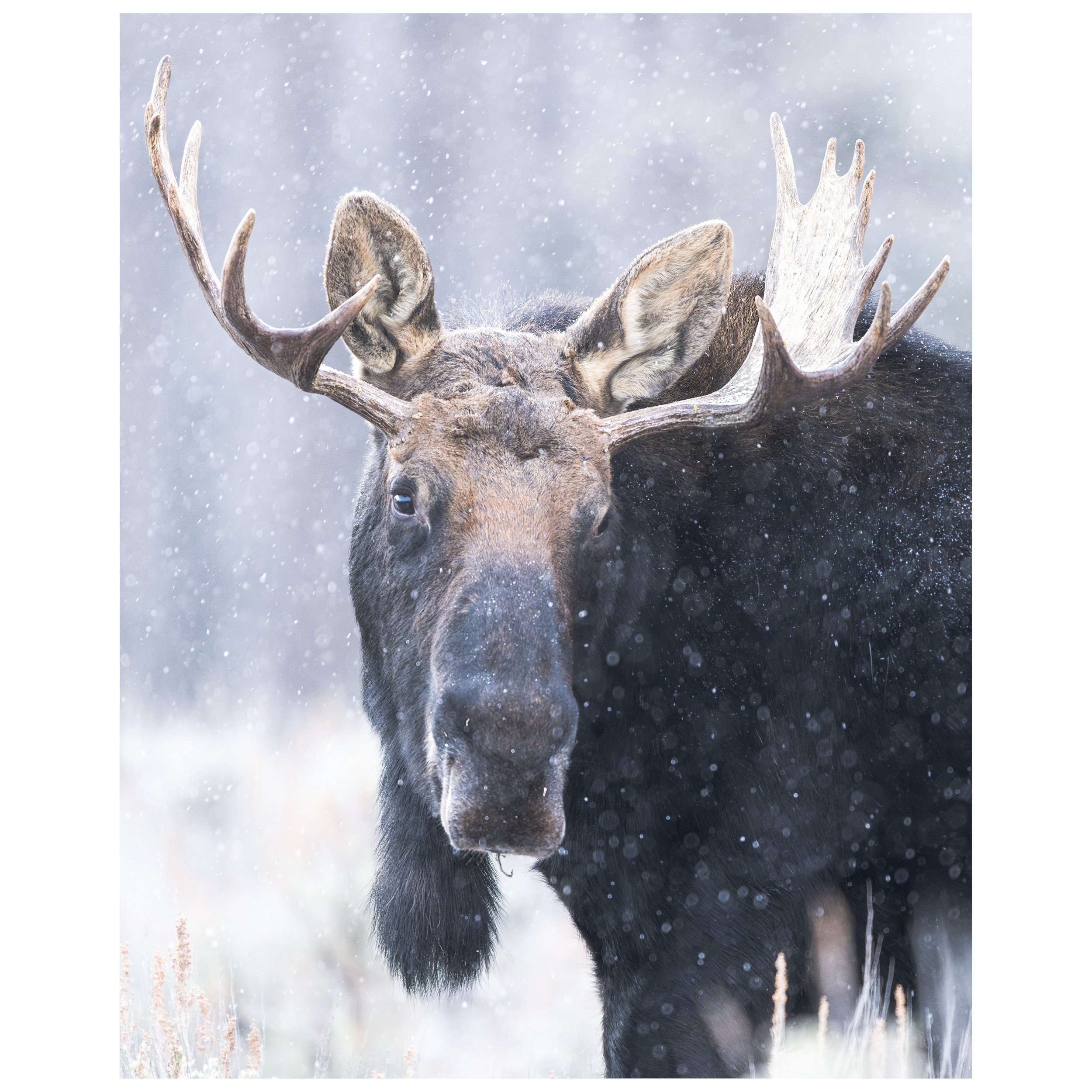 moose shop 4.jpg