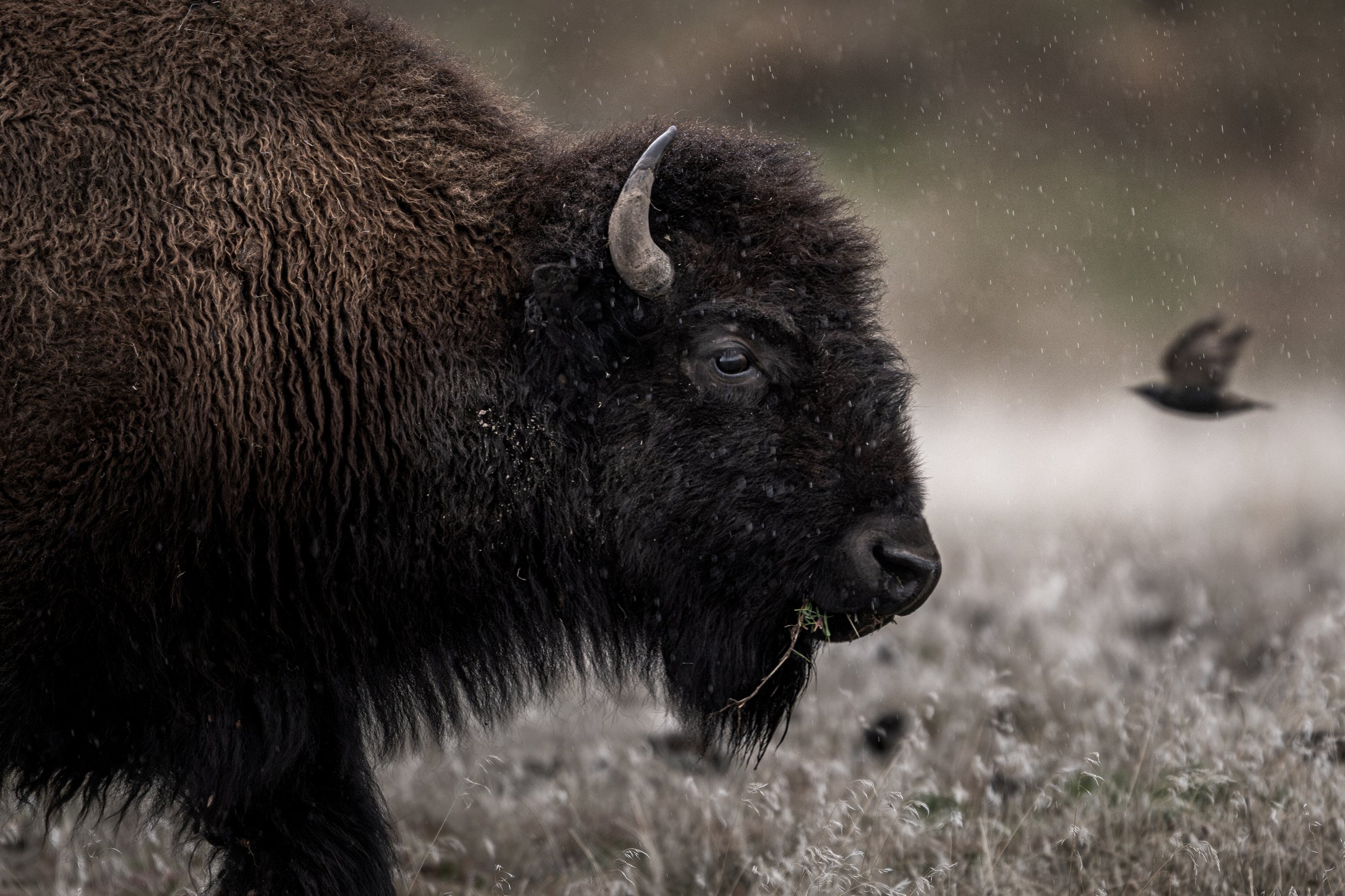 bison rain-.jpg