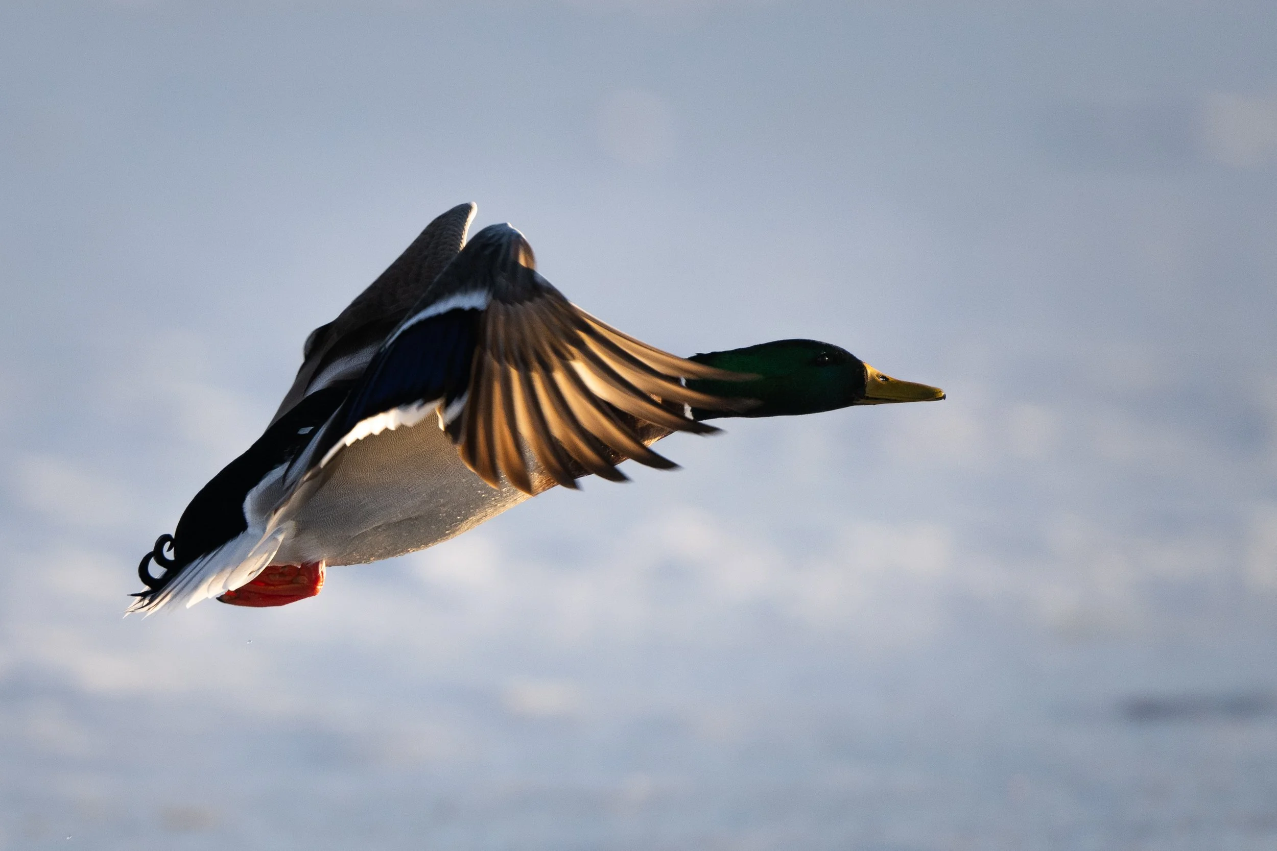 Flight.jpg