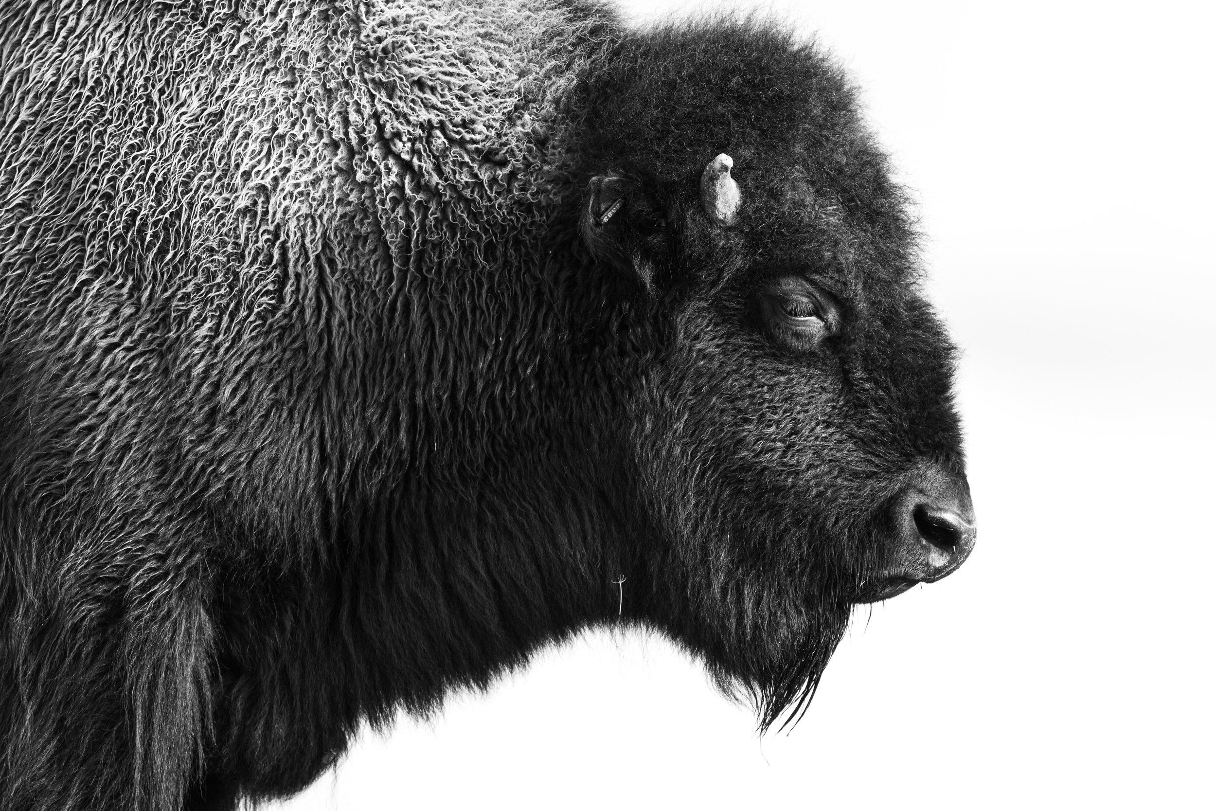 BW Bison.jpg