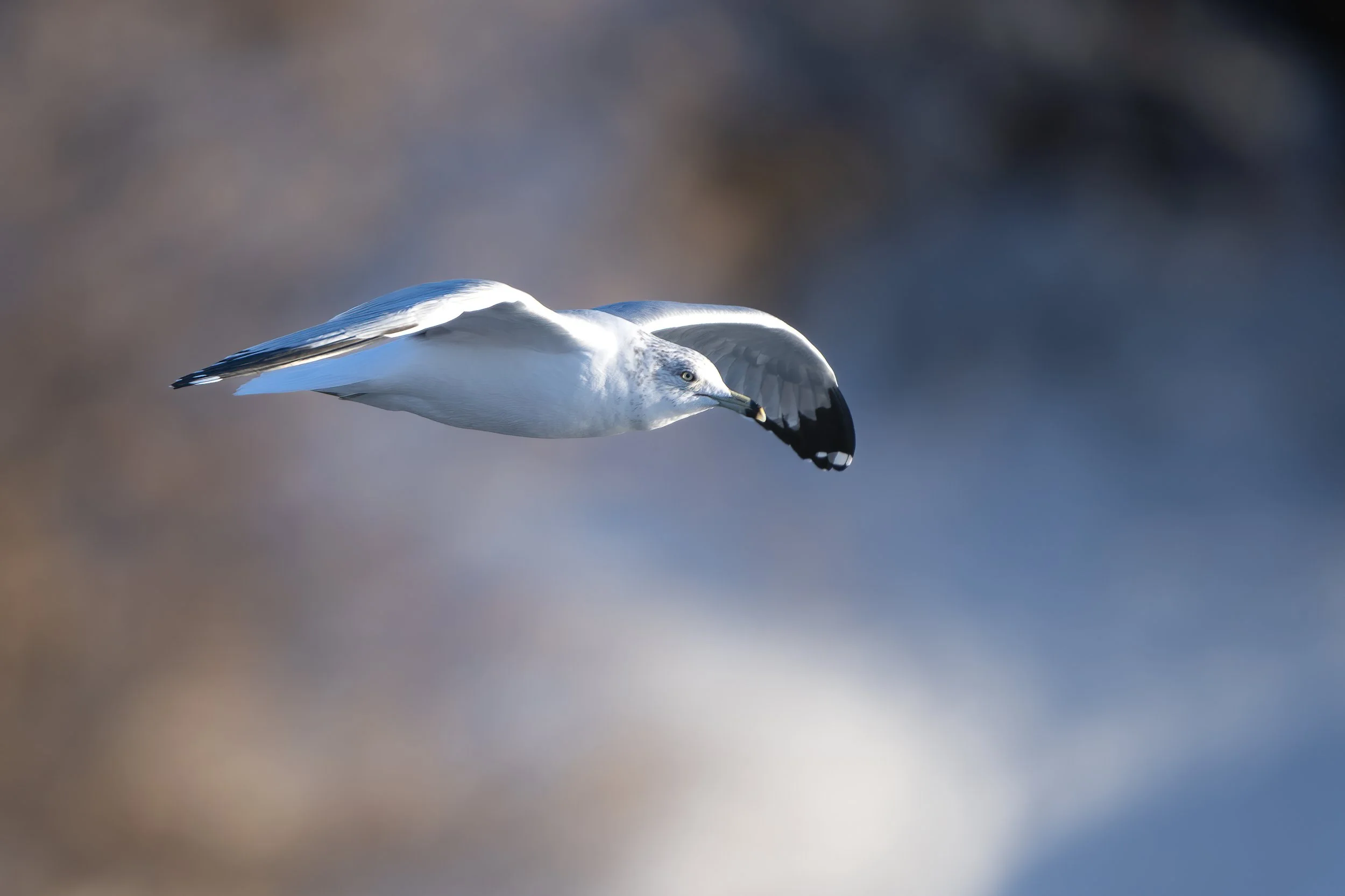 Gull Flight Website.jpg