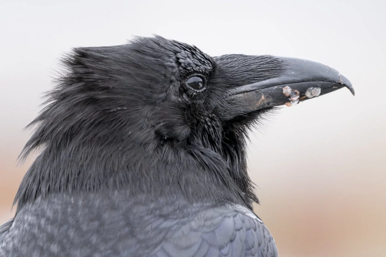 raven.jpg