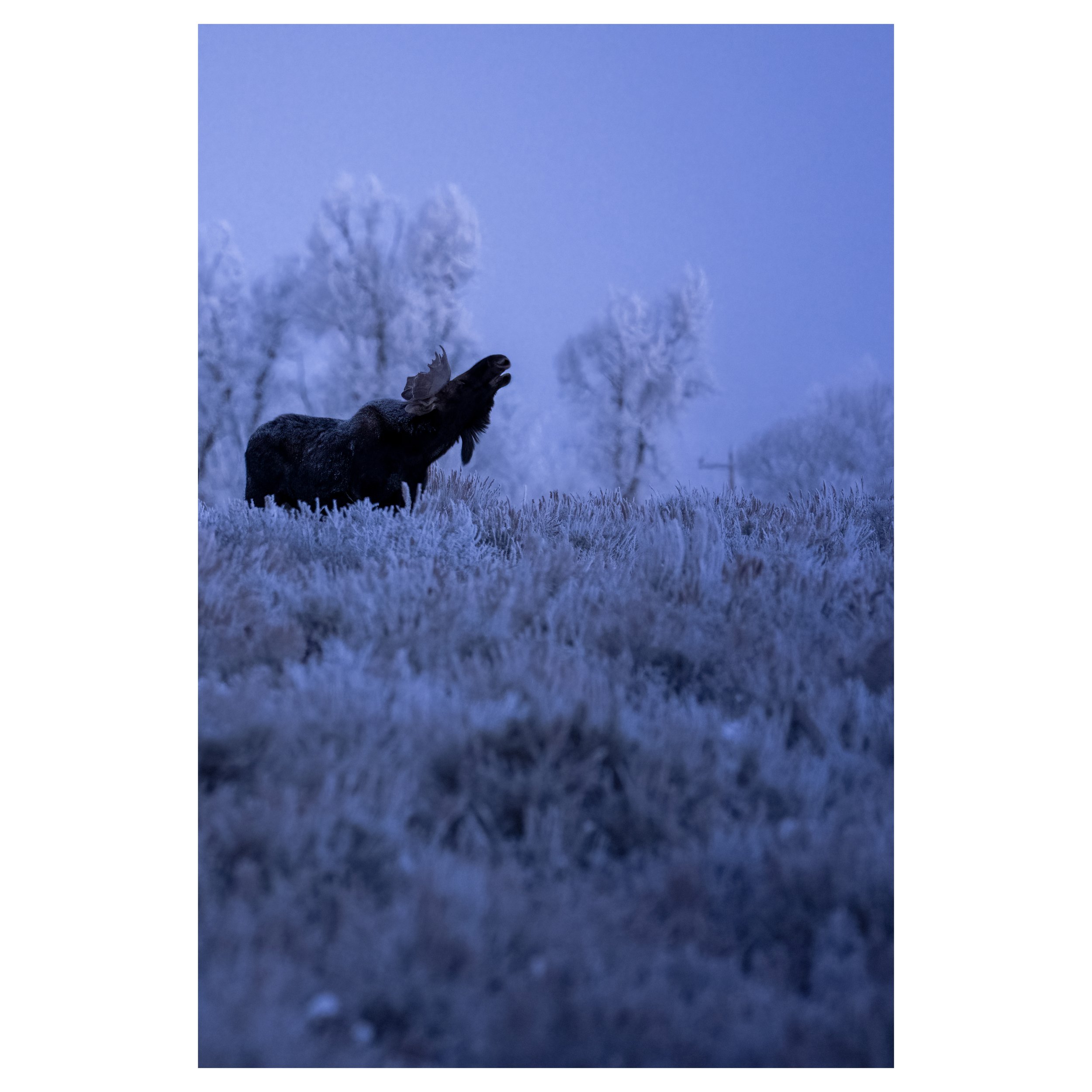 Gracing Dawn