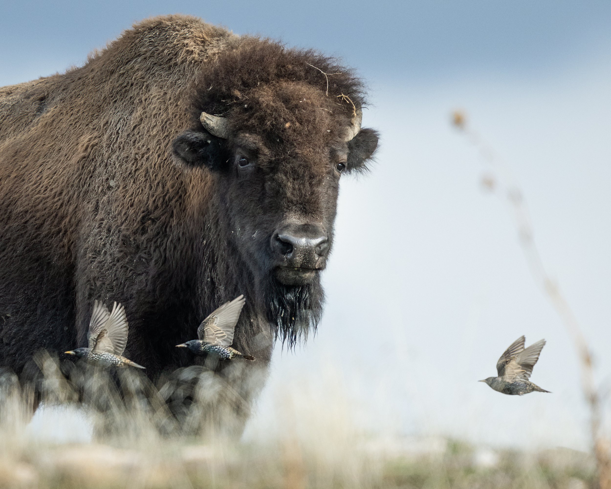 birs bison (1 of 1).jpg