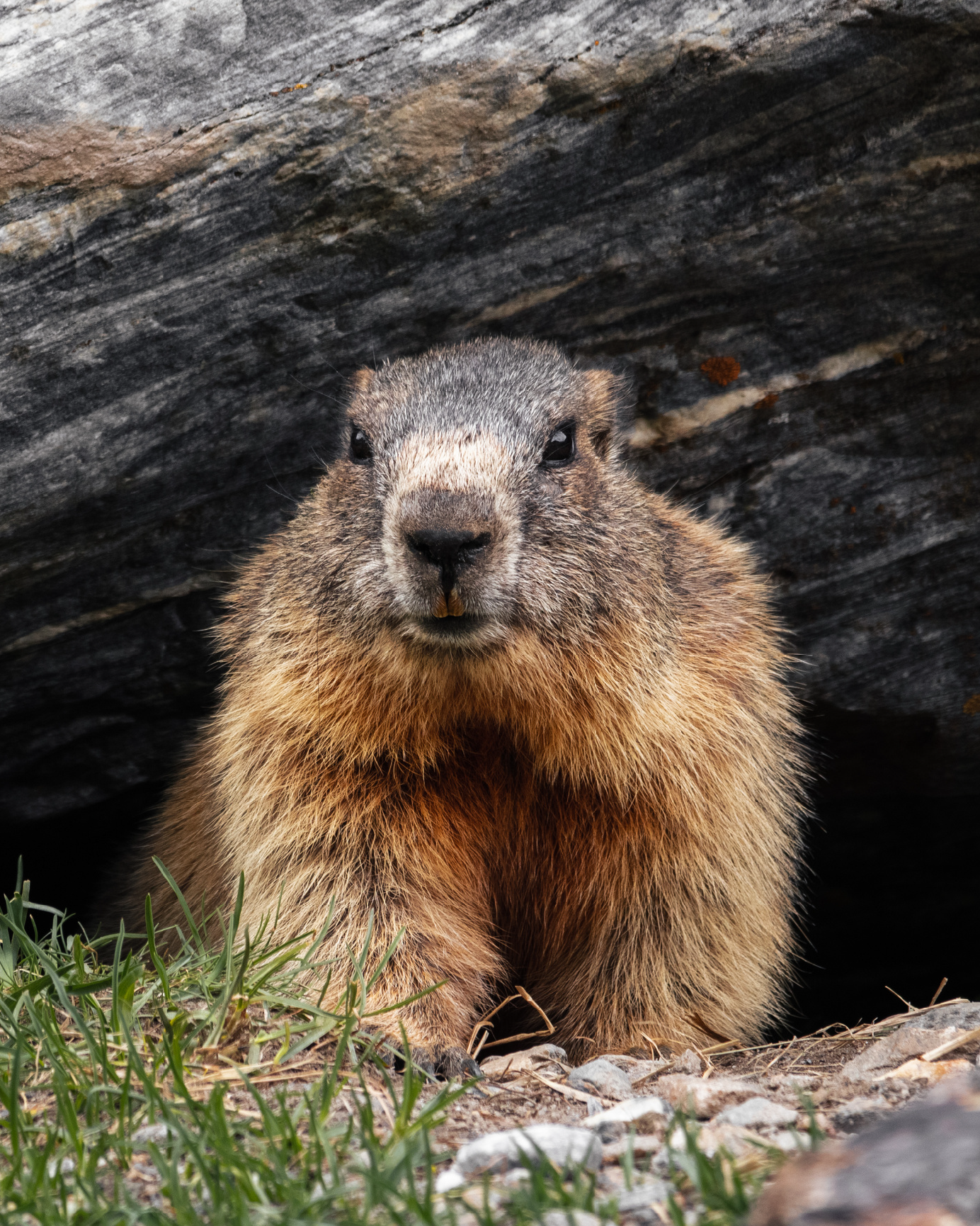 MIRL - Groundhog Day_Page_1_Image_0001.png