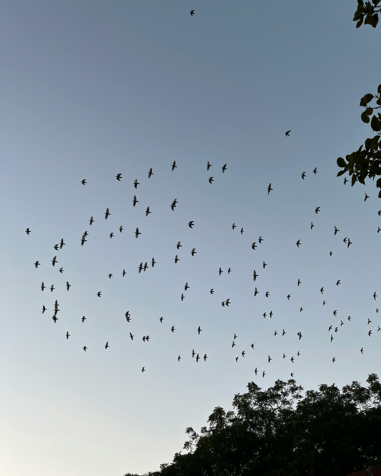7_MIRL - Flocking_Page_1_Image_0001.png
