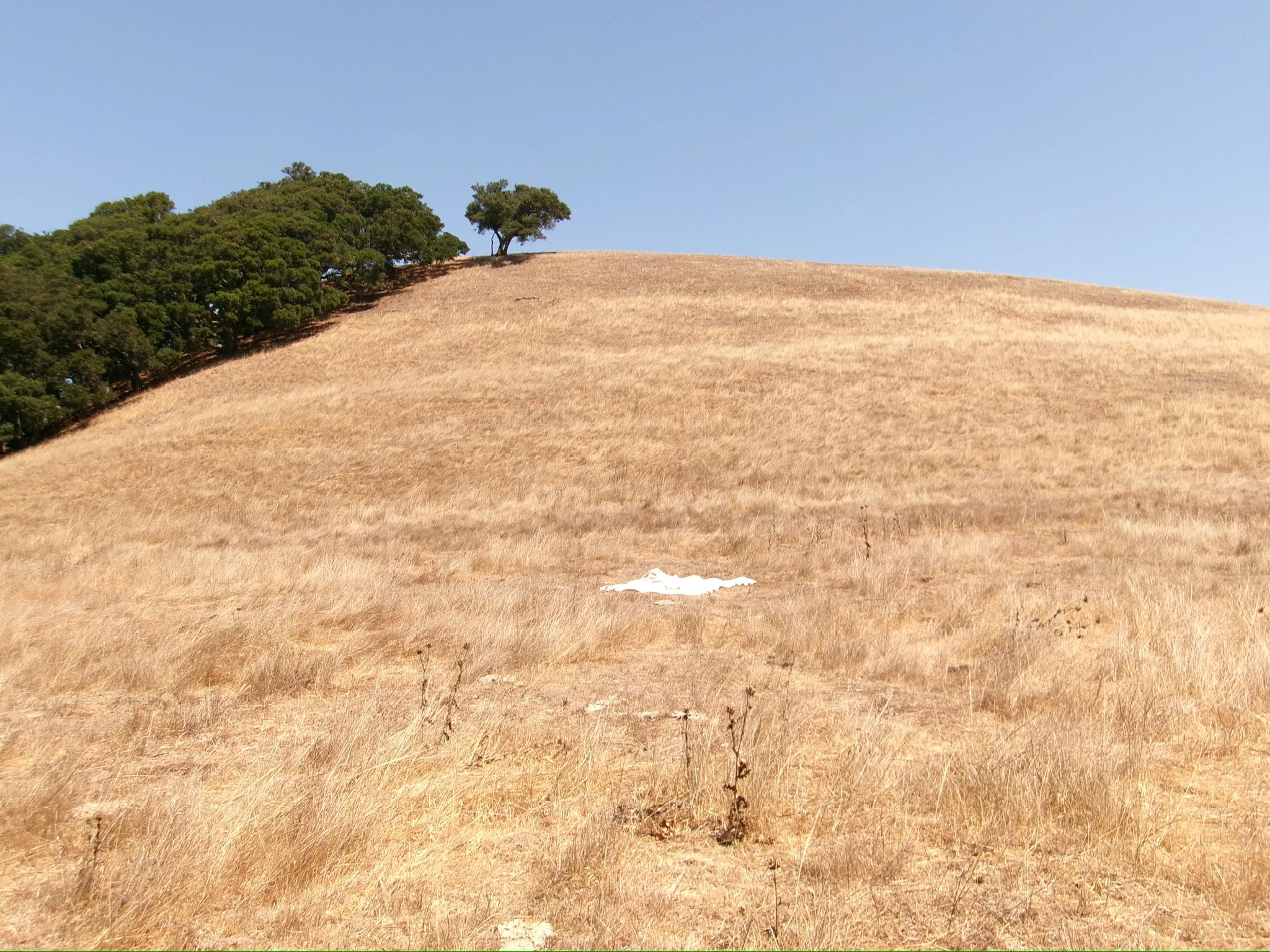 hill scene: a narrative on my directorial debut