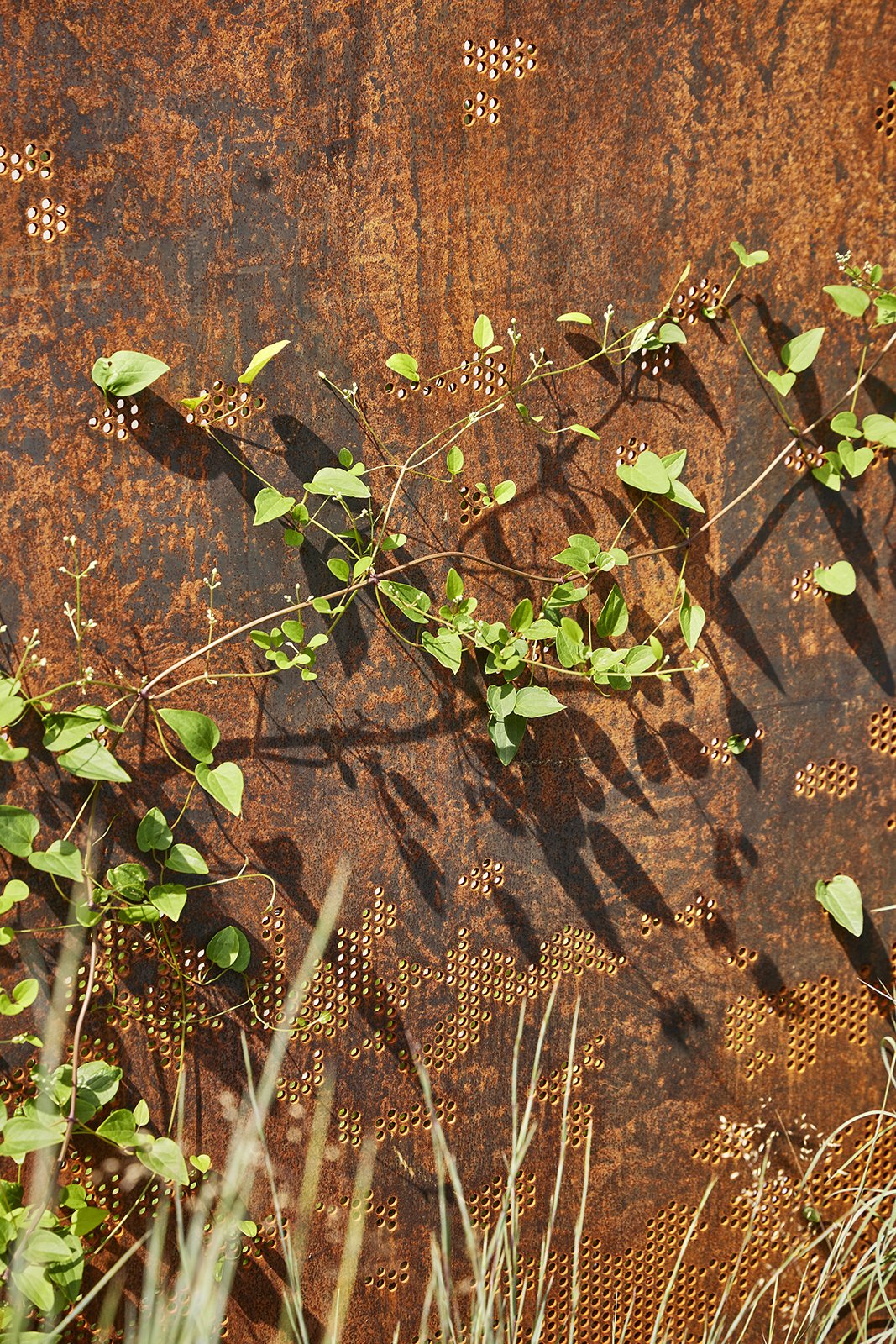 Close-up of a rusty metal surface with small holes, with green vine and leaves growing across it, casting shadows.
