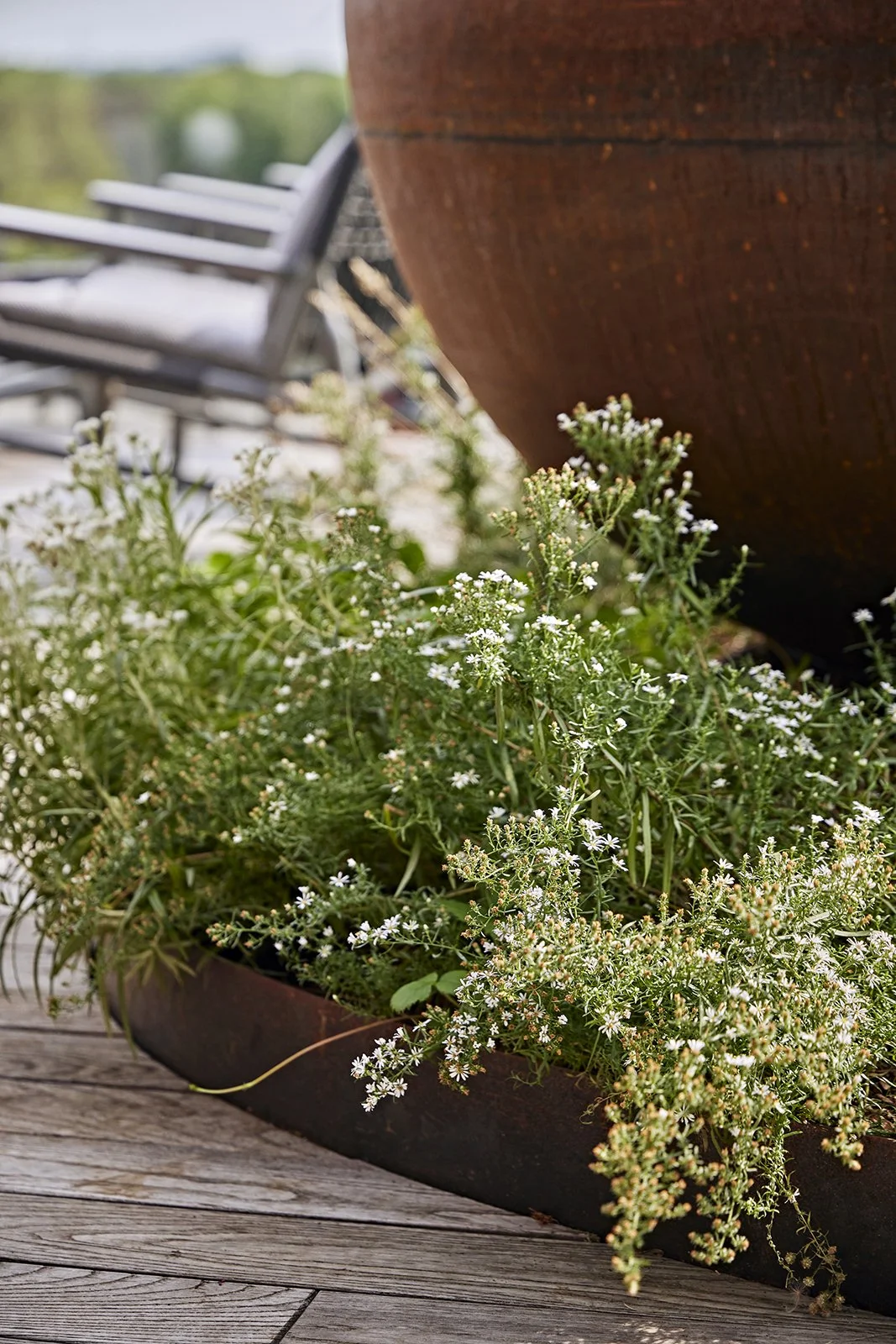 Close-up of a black rectangular planter with white flowering herbs, placed on a wooden deck, with a large brown pot and blurred outdoor chairs in the background.