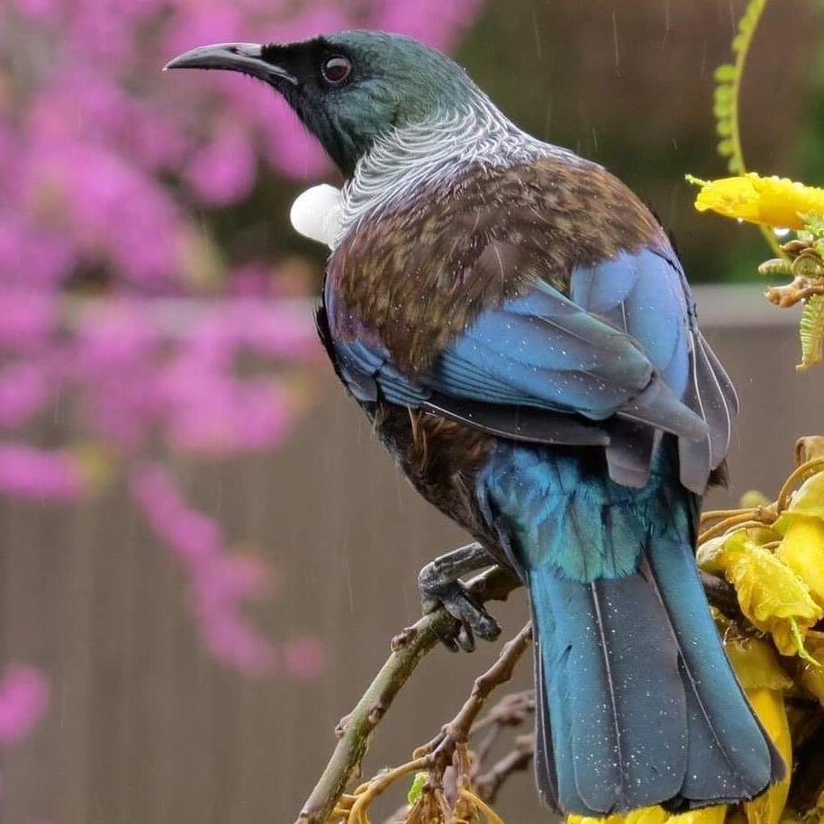 I tapaina te ingoa o te manu nei, ko te Tūī i ngā whare kōhungahunga, nā te Whānau anō i whakatū i Manawatū.

Hei tautoko ake i Te Wiki o Te Reo Māori, kua whakahoungia ā mātou waitohu i runga kōtui pāpori ki te tuhi pū tika i te kupu Tūī. Hei whakam