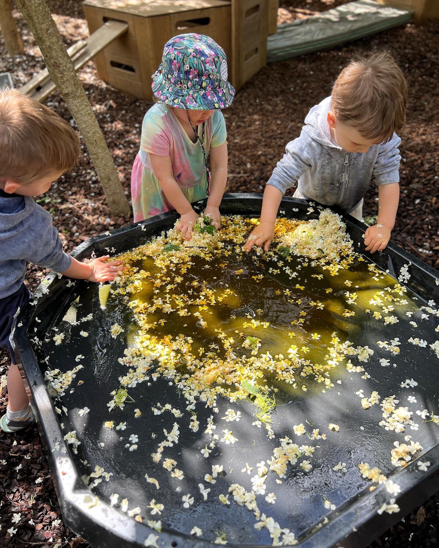 A lovely natural sensory play experience this morning at Fledglings. This invitation to play is new season flowers, water and a dash of yellow dye. This learning experience promotes fine motor skills, curiosity and understandings of the seasons, worl