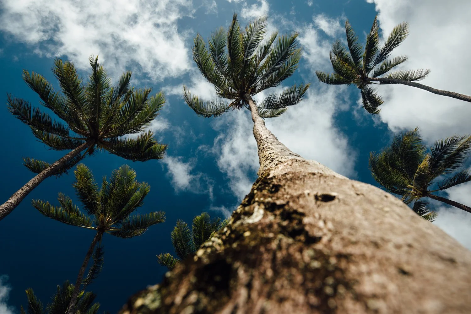 Palm+Trees.jpg