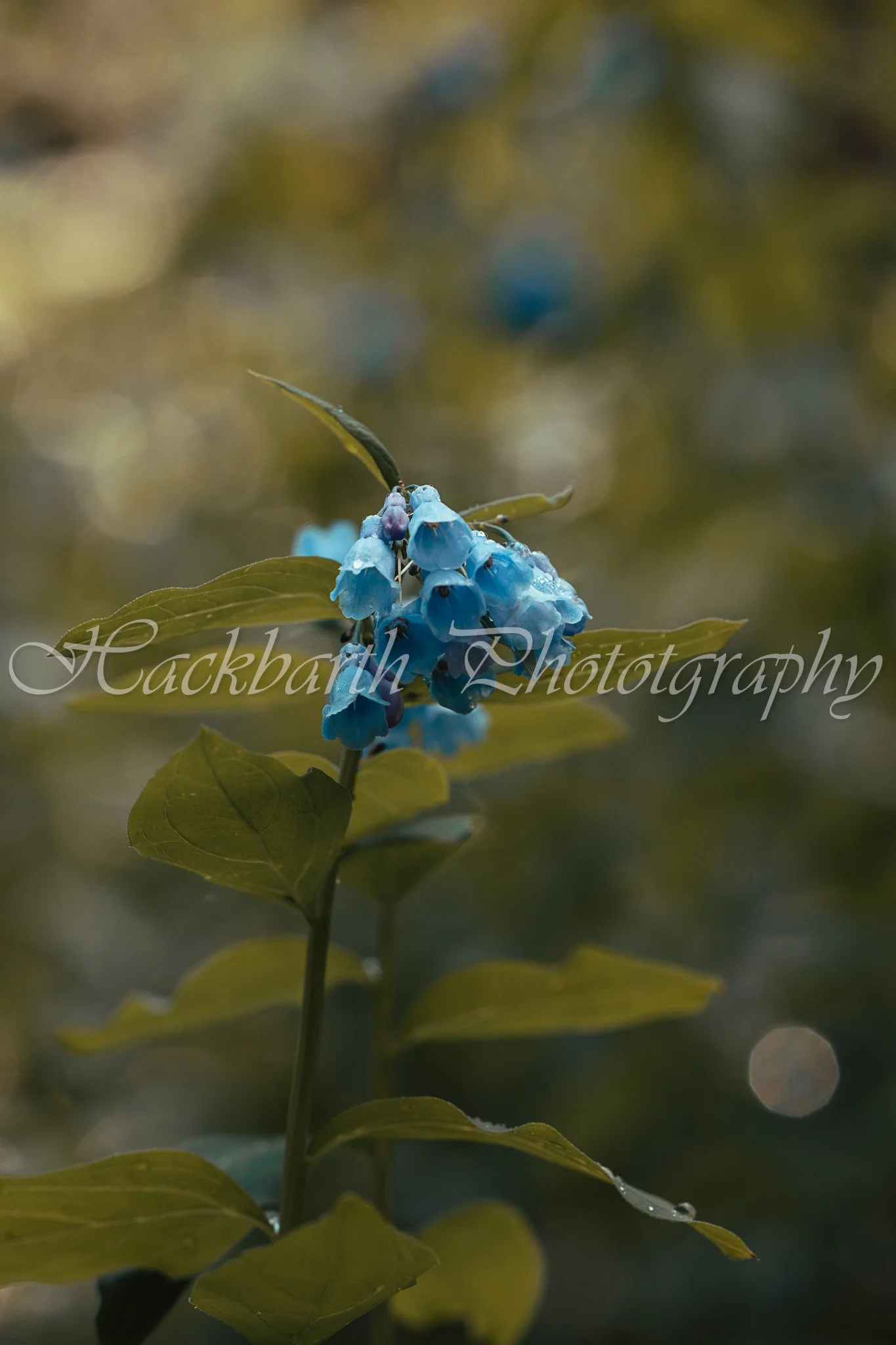 Bell Flowers