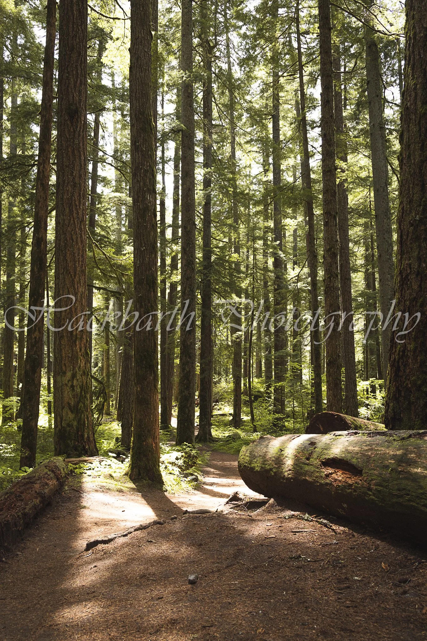 Sunny Path.jpg