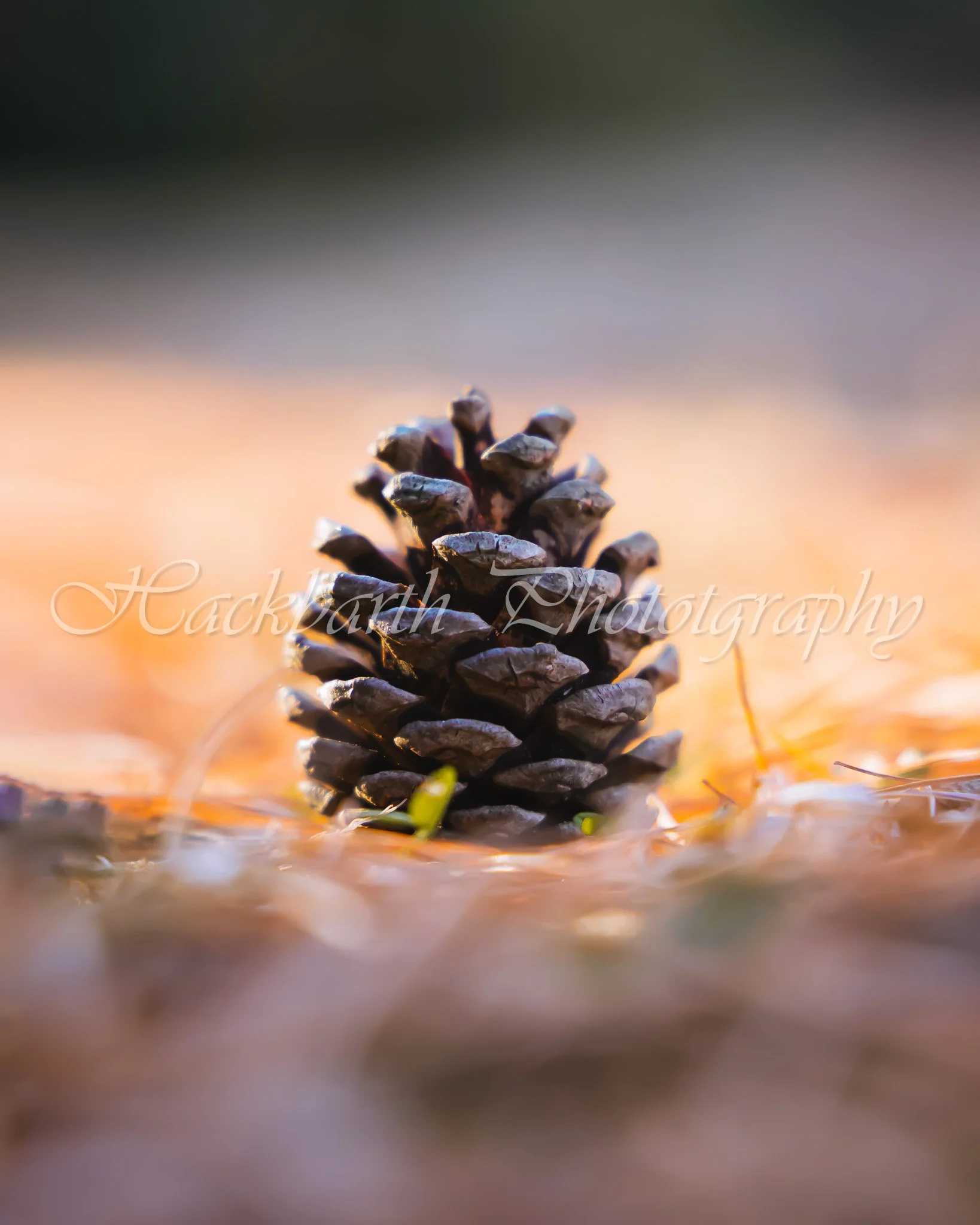 Pinecone