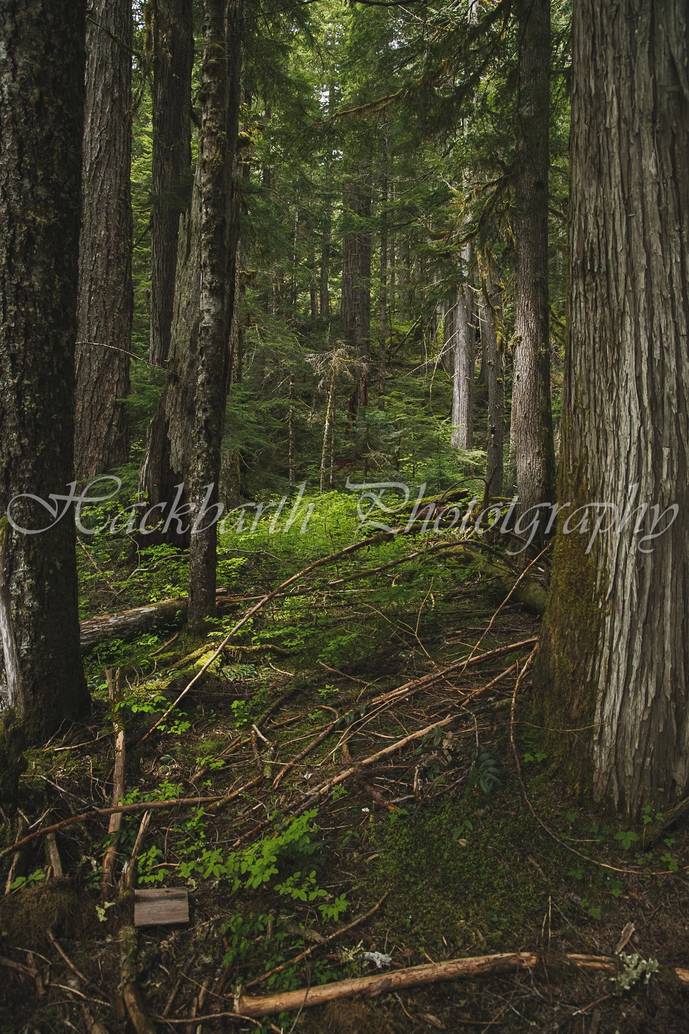 Woodland.jpg