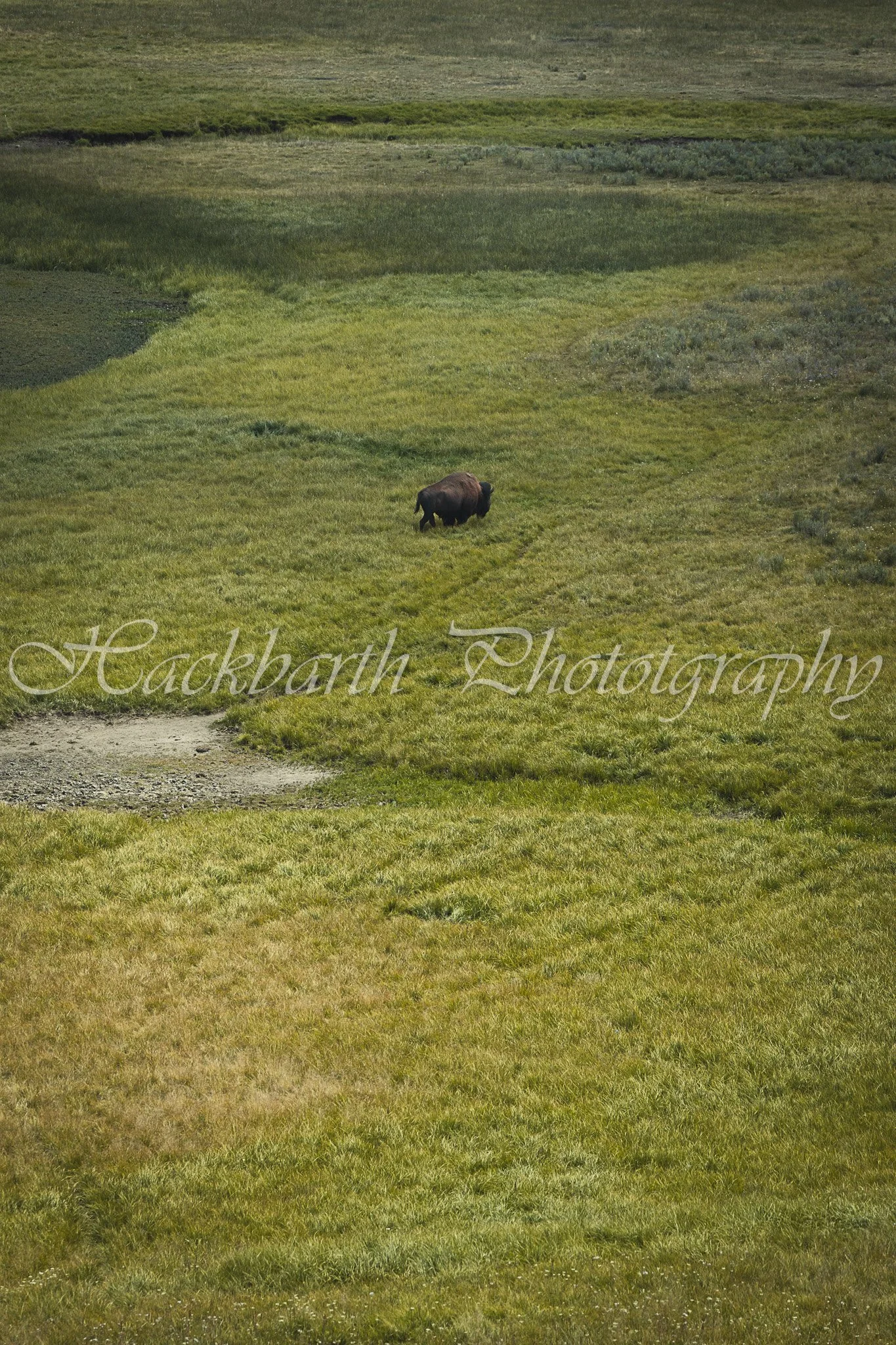 Lone Giant-Portrait