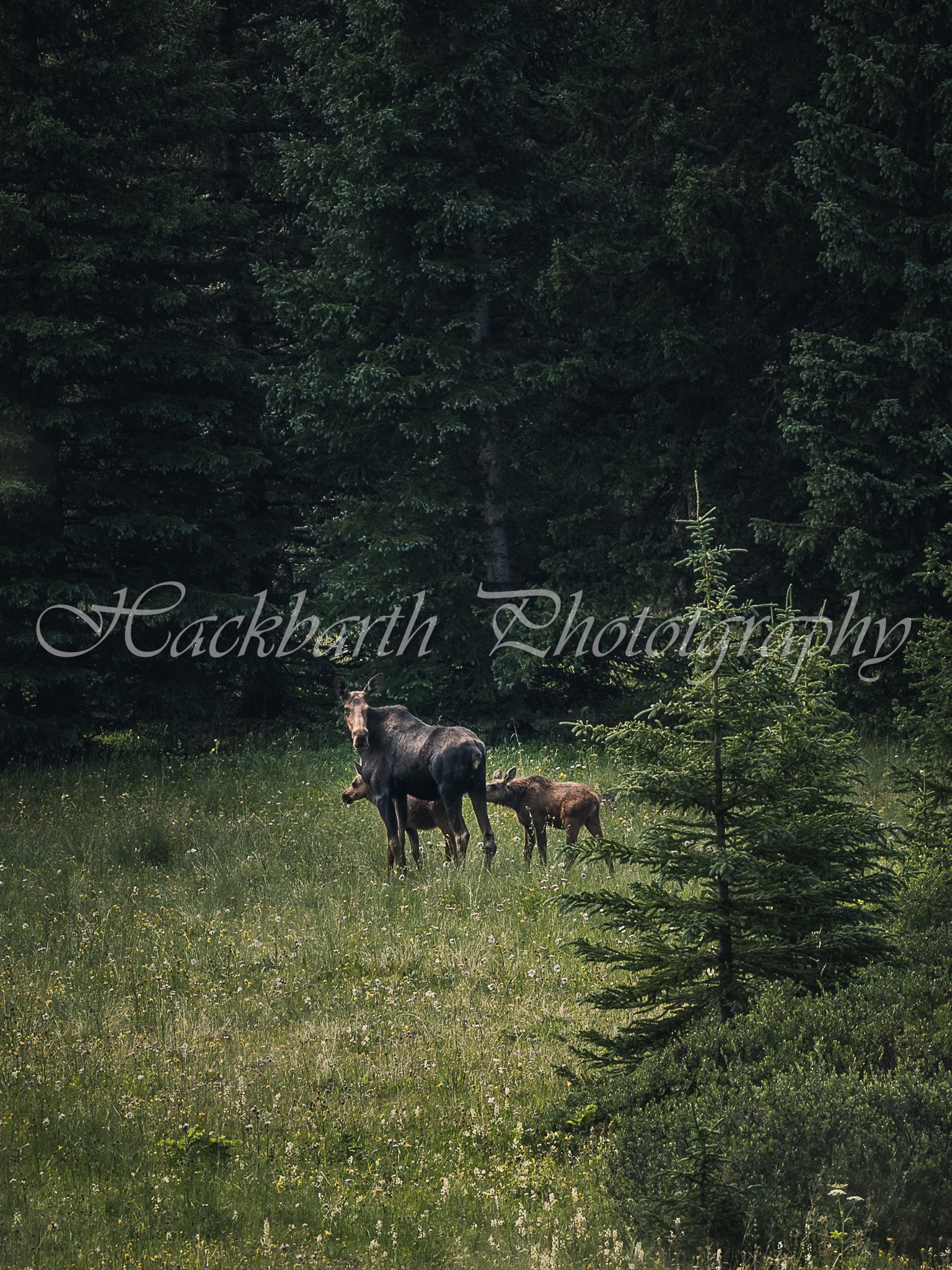 Mother Moose and her Calves