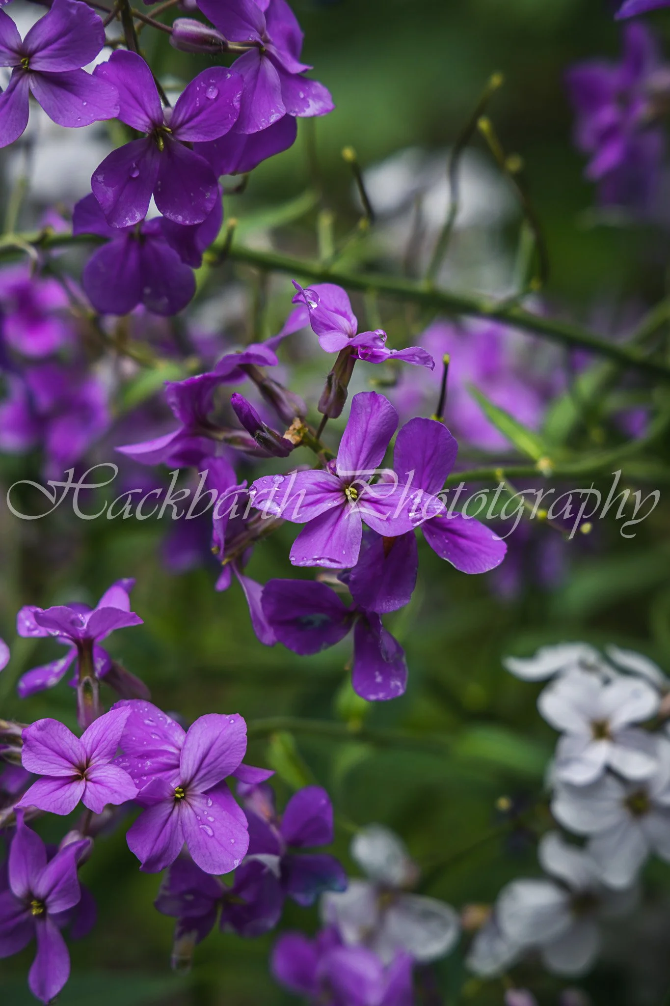 Dew-laden Flowers