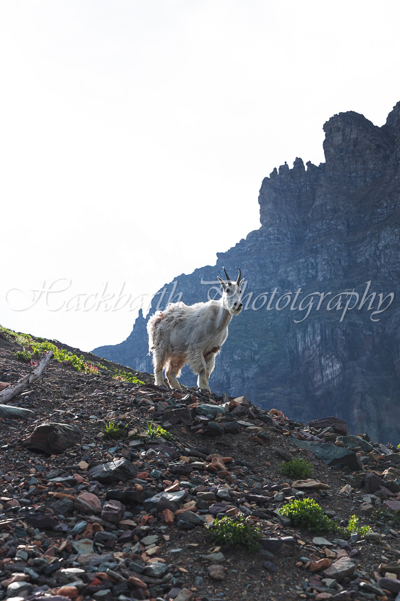 Gandalf the Goat