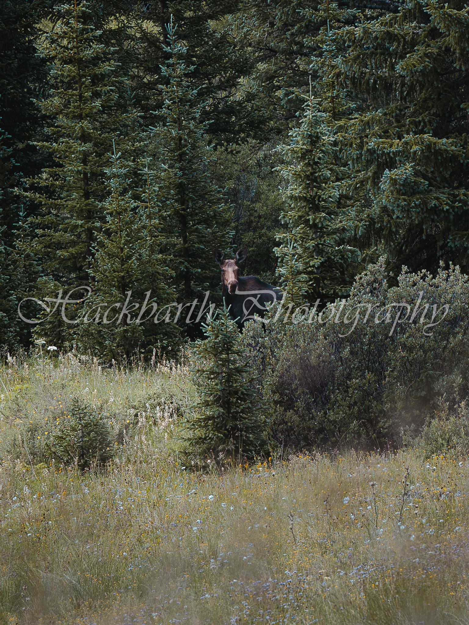 Cautious Moose