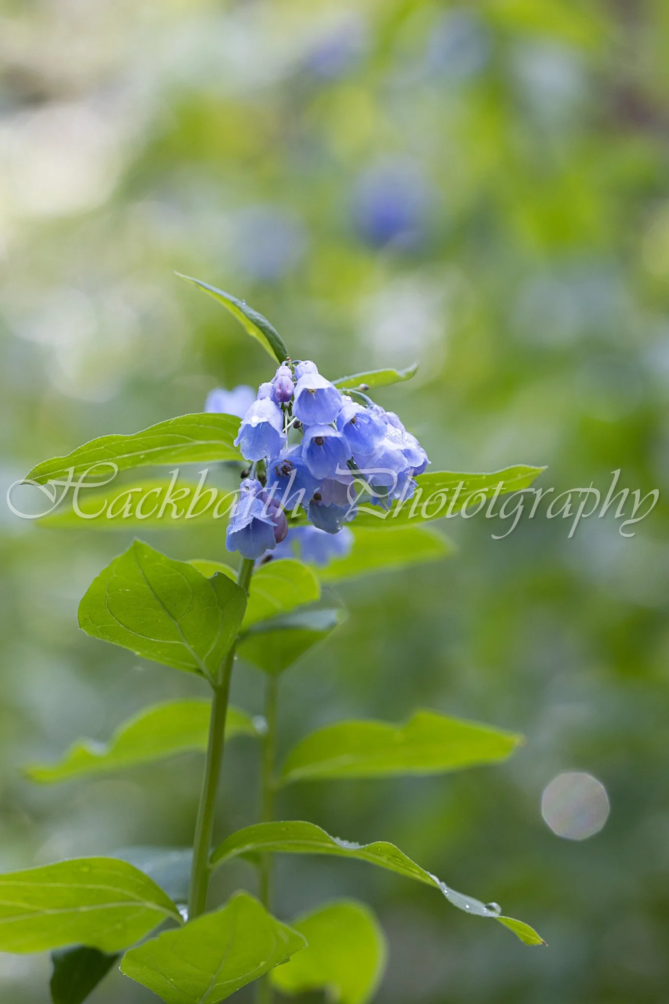 Bell Flowers.jpg