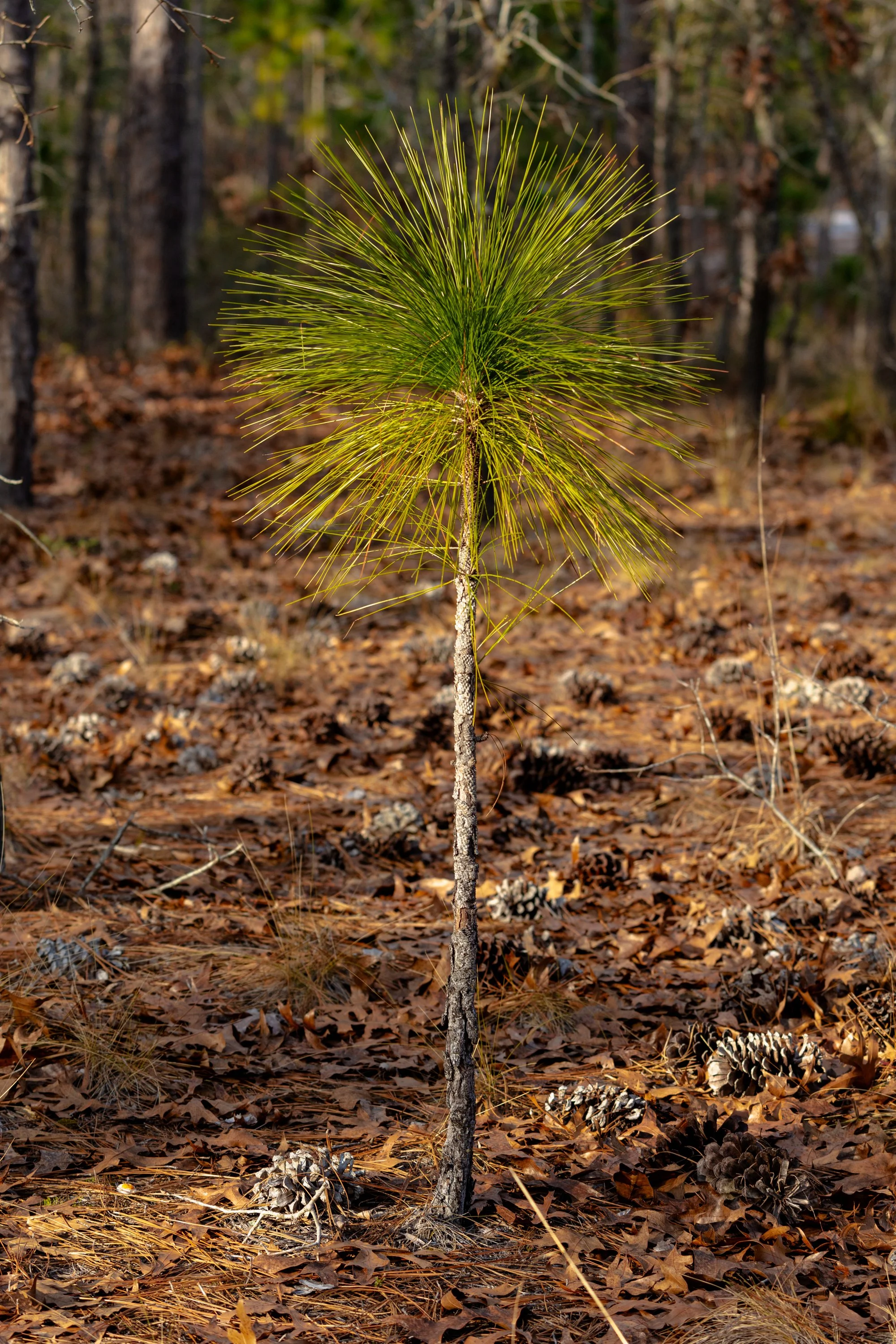 LongLeafPine_JFarley47.jpg