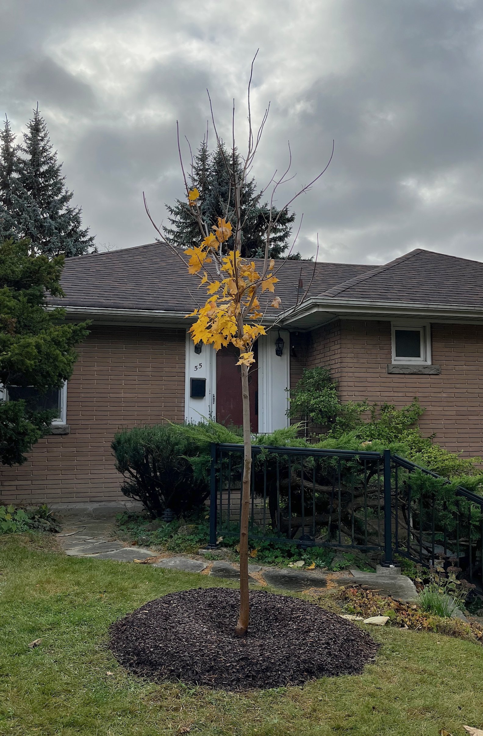 A sugar maple tree newly-planted by City Forest.