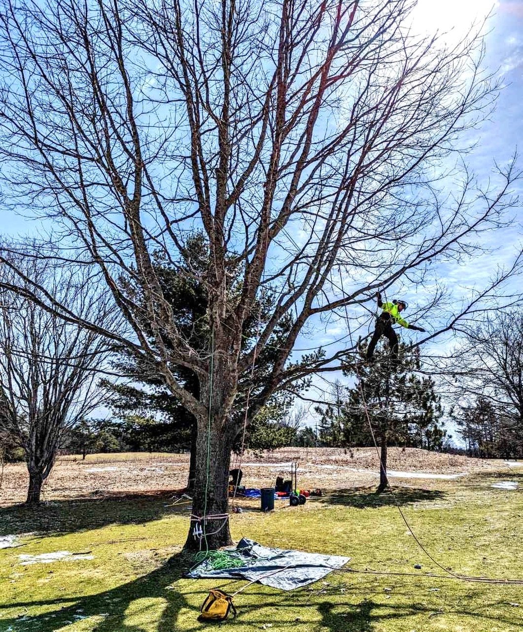 Todd pruning a red oak to encourage good structure and health.