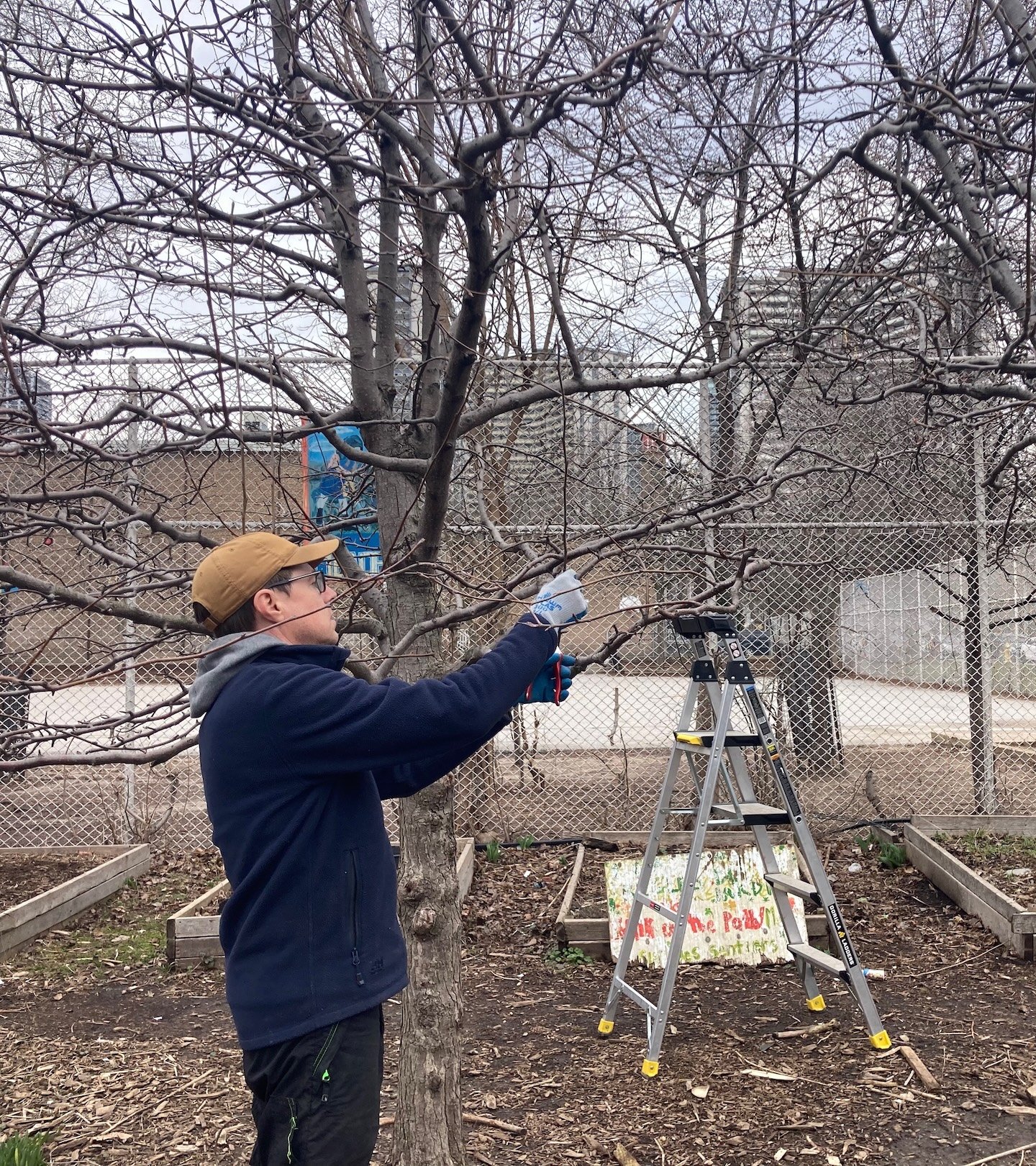 Pruning a pear tree at the Green Thumbs children's learning garden.