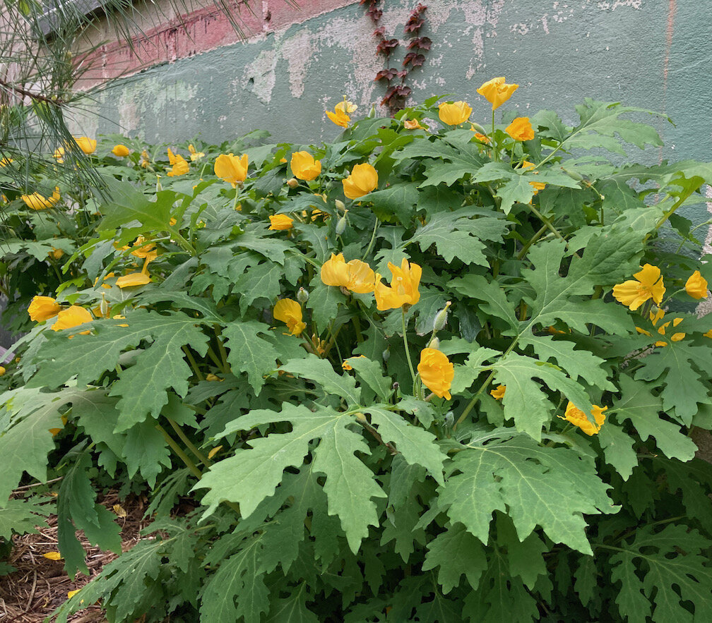 Endangered native wood poppies in a garden planted by City Forest.