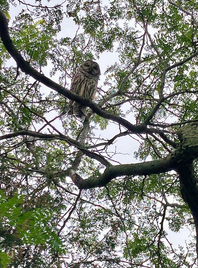A barred owl watches as Todd prunes a honey locust tree.