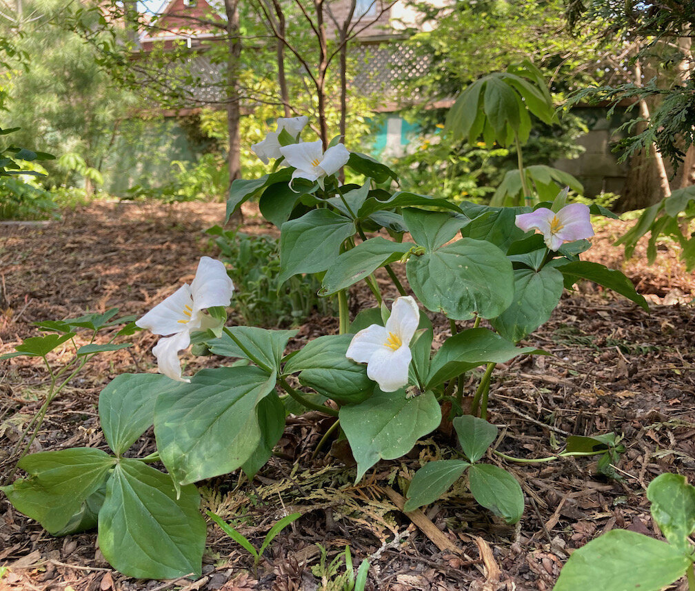 Native trilliums in a garden planted by City Forest.