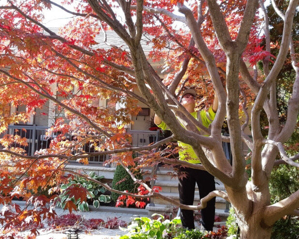 Pruning a stunning Japanese maple.