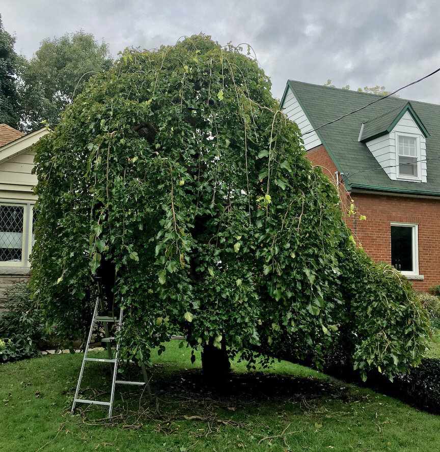 Pruning an amazing heritage weeping mulberry.