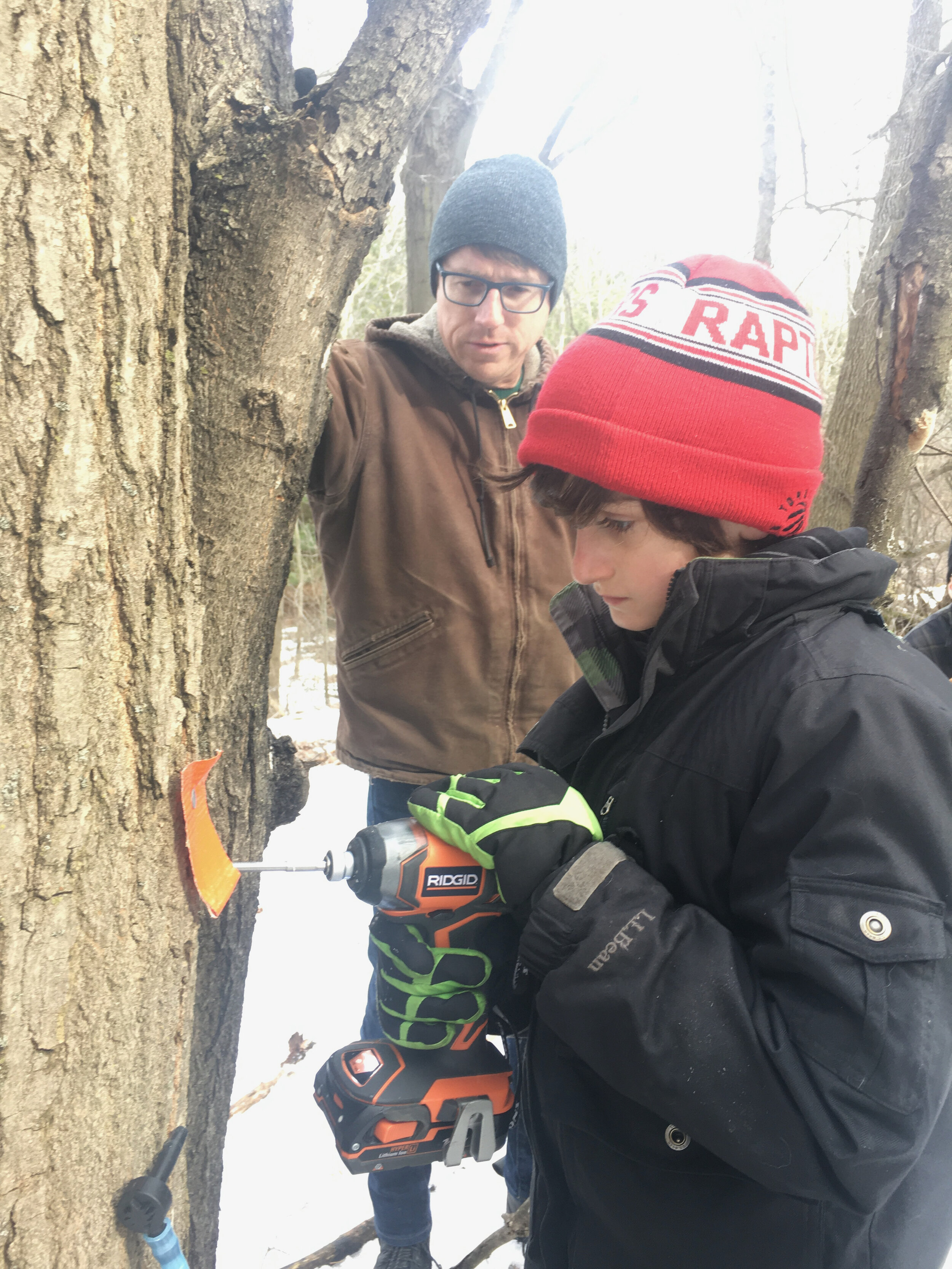Teaching a student how to tap a sugar maple tree.