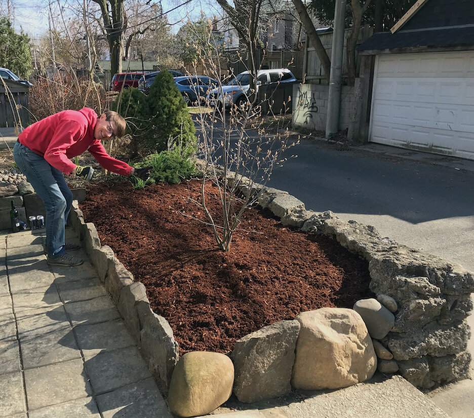 Applying hemlock mulch after installing a new serviceberry shrub.