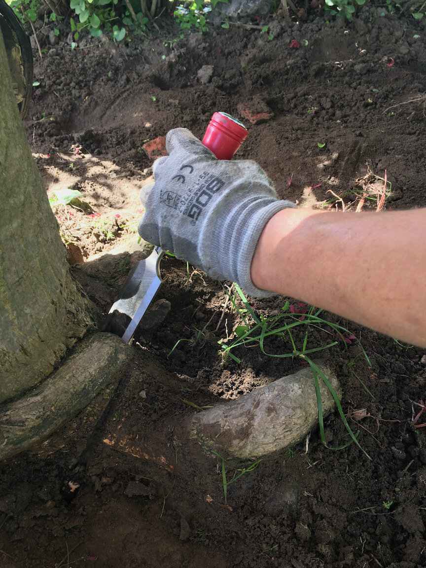 Removing a girdling root that was impacting the health of a tree.