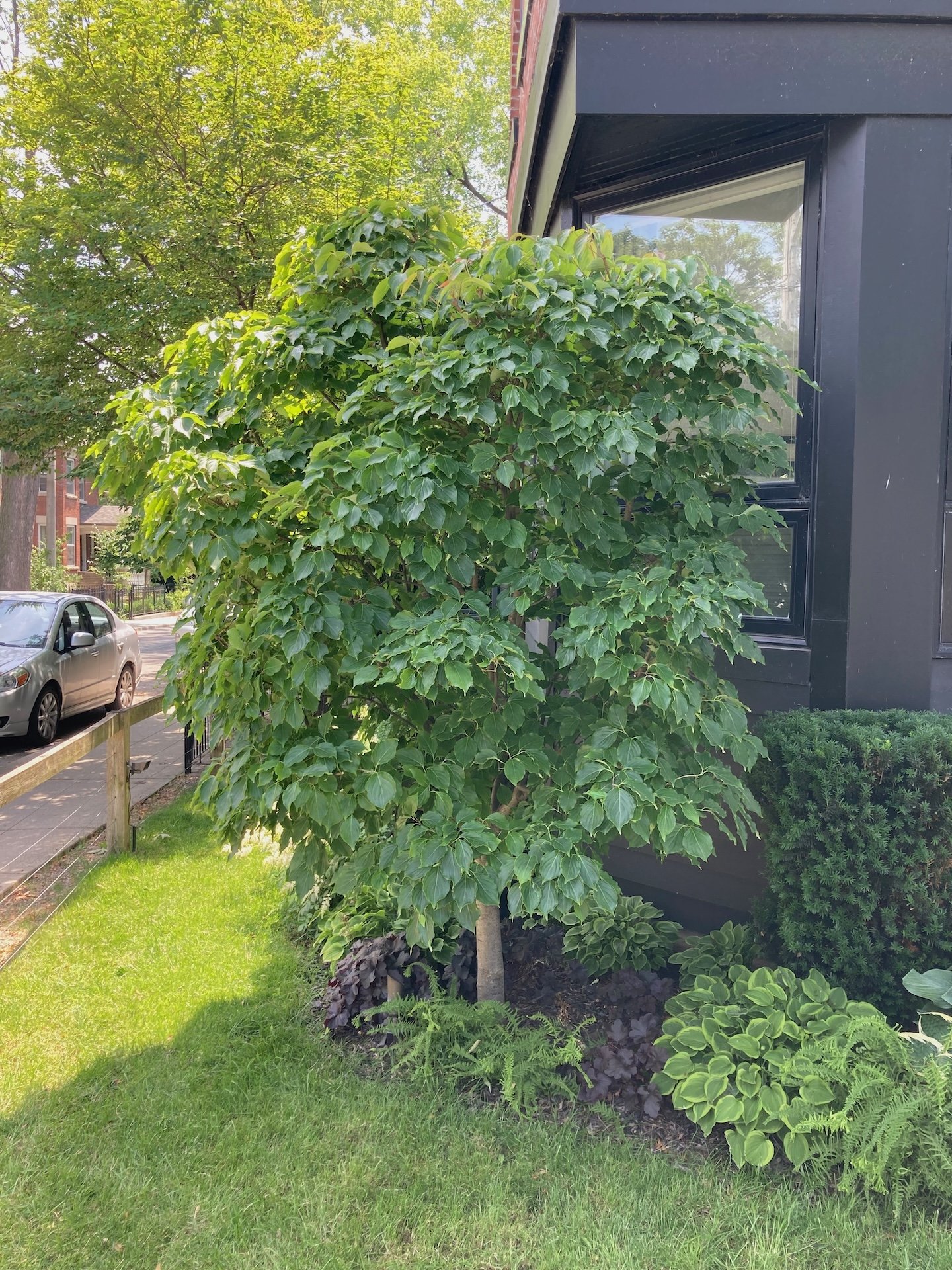 An ornamental dogwood pruned by City Forest for 5 years.