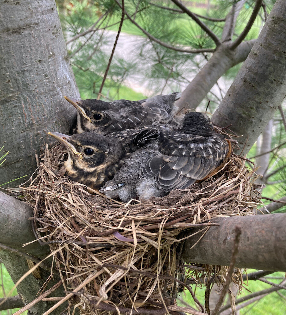 Baby robins in a client's white pine tree.