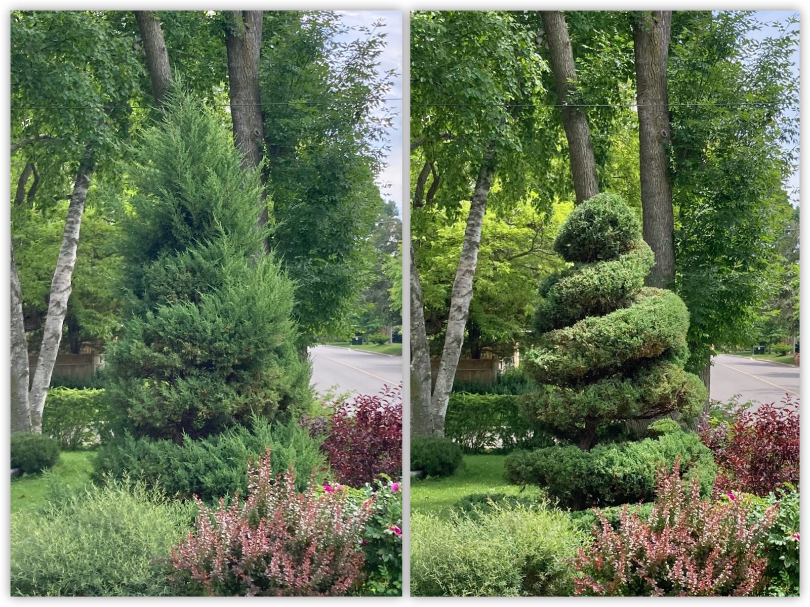 An ornamental juniper before and after pruning by City Forest.